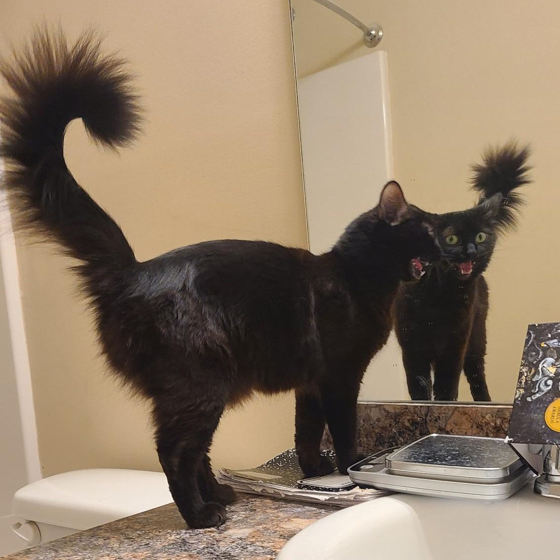 Rosetta - Winterville, GA, ADOPTABLE, Young Female Domestic Medium Hair & Tabby.