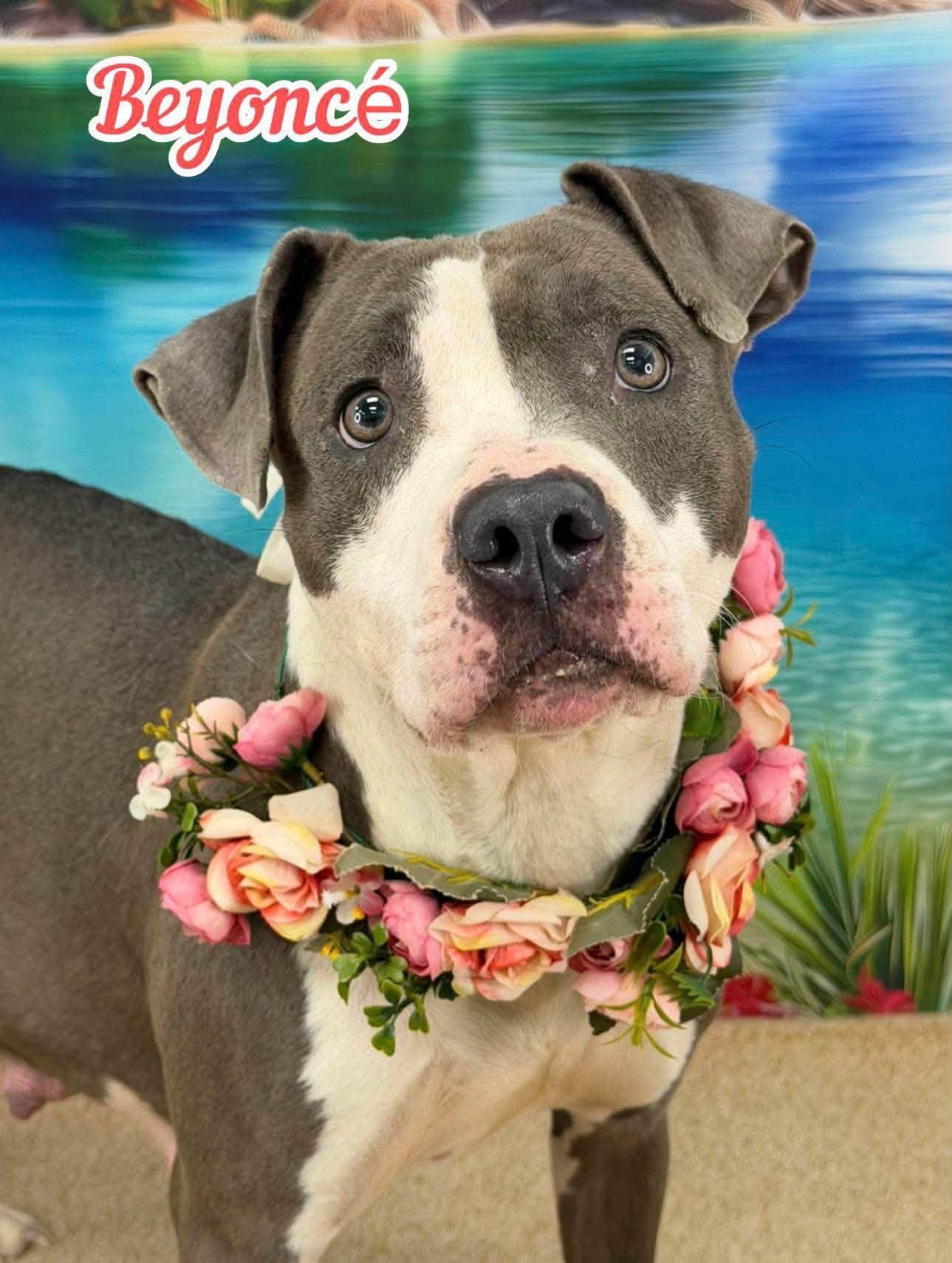 Beyonce, ADOPTABLE, Young Female Mixed Breed.