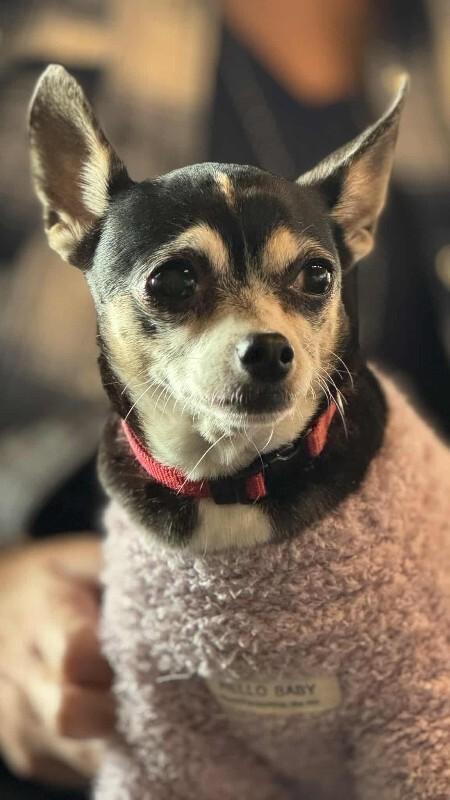 Enlarge Gina, a Adoptable Chihuahua in Athens, ON image 1/3