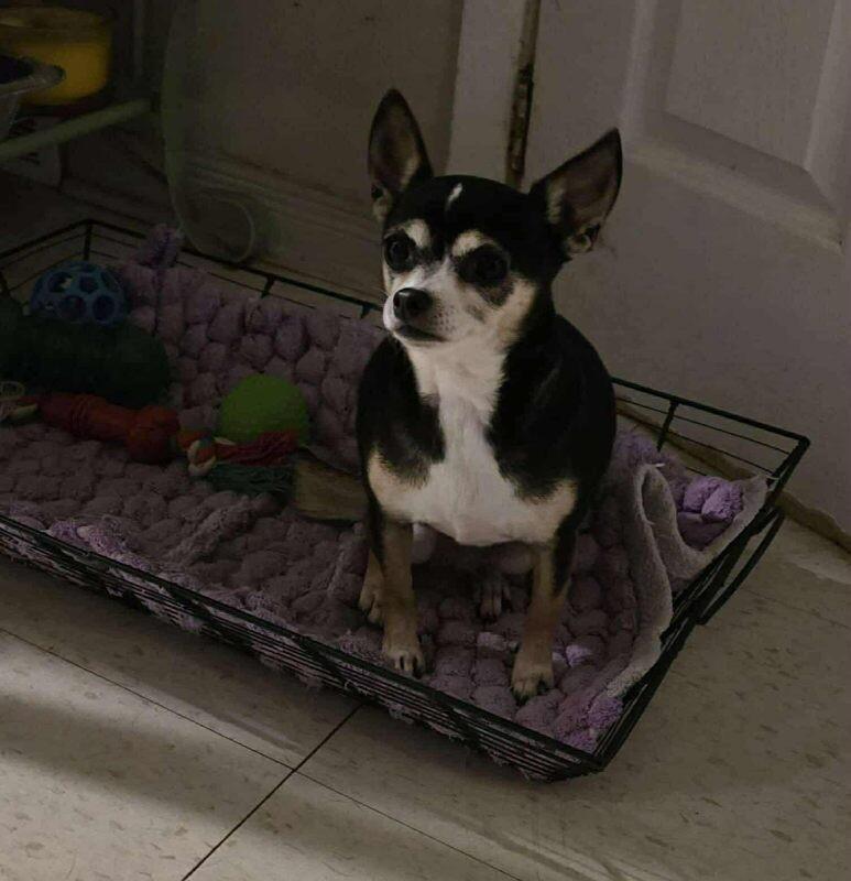 Enlarge Gina, a Adoptable Chihuahua in Athens, ON image 2/3