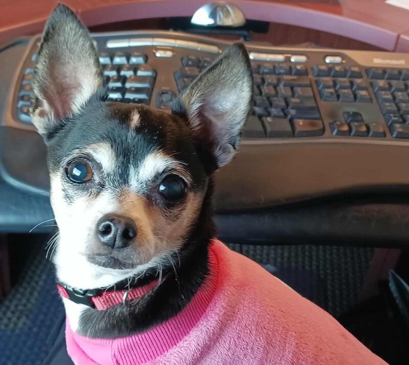Enlarge Gina, a Adoptable Chihuahua in Athens, ON image 3/3