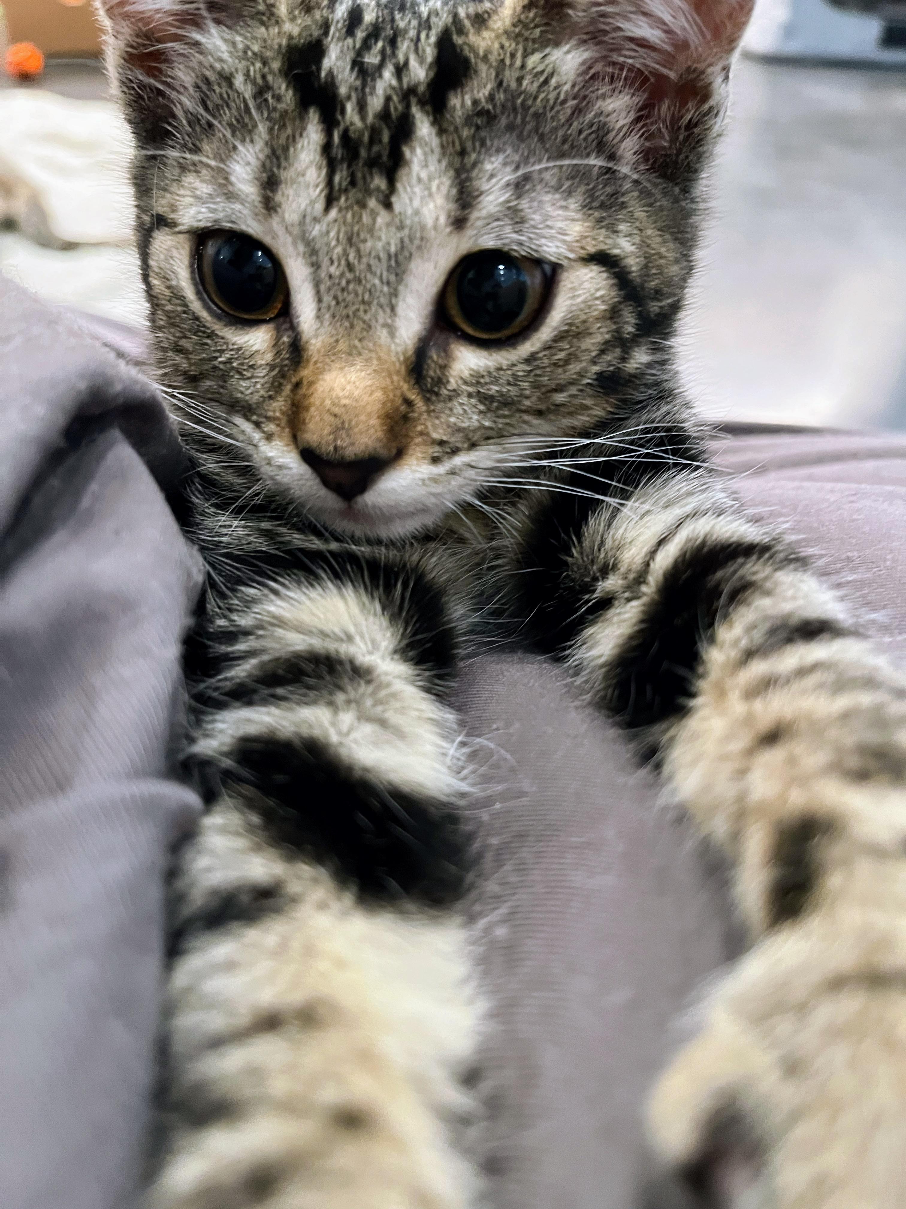 Ossie (bonded with Susie), a Adopted Domestic Short Hair in San Francisco, CA image 1/6