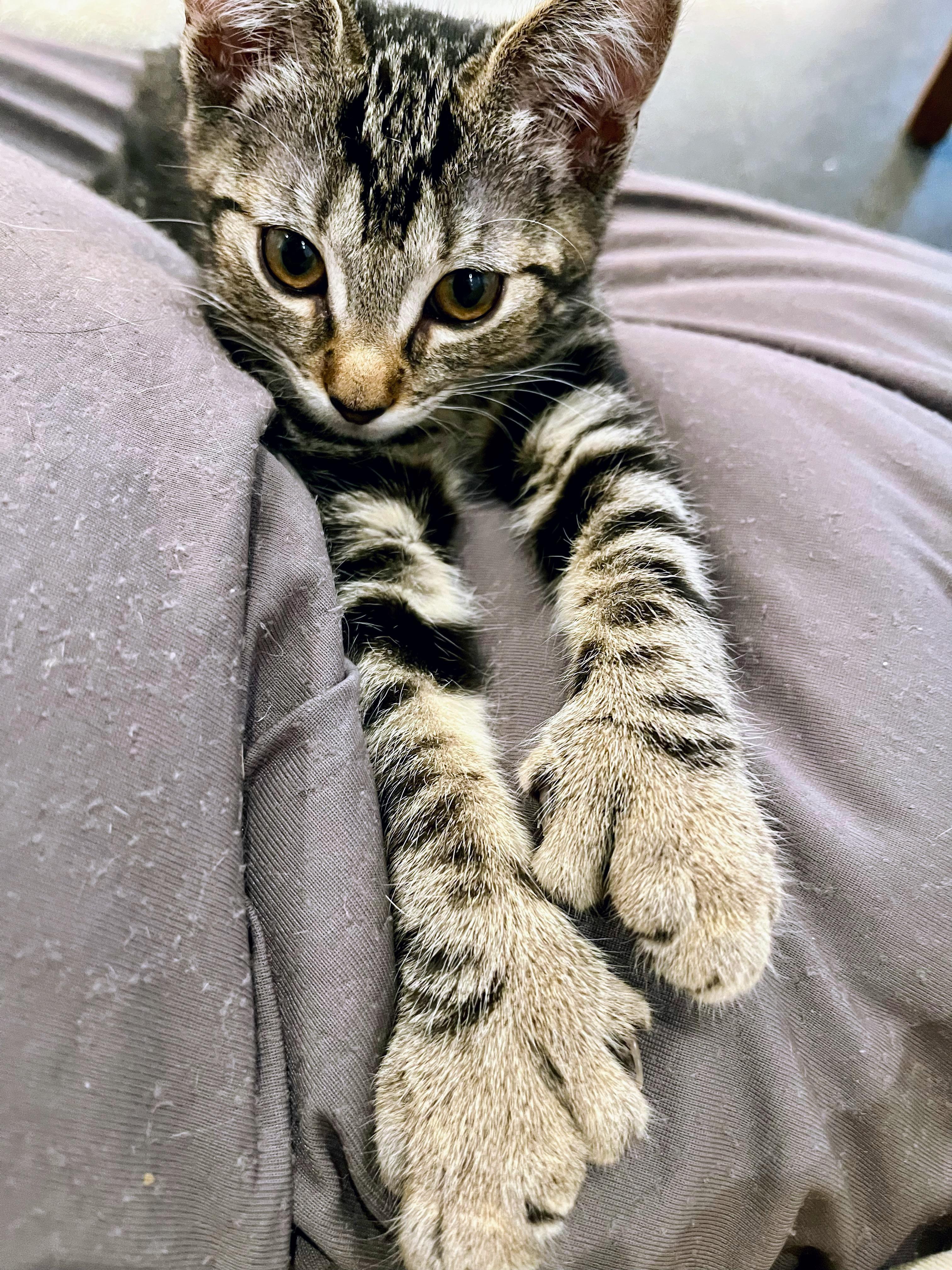 Ossie (bonded with Susie), a Adopted Domestic Short Hair in San Francisco, CA image 2/6