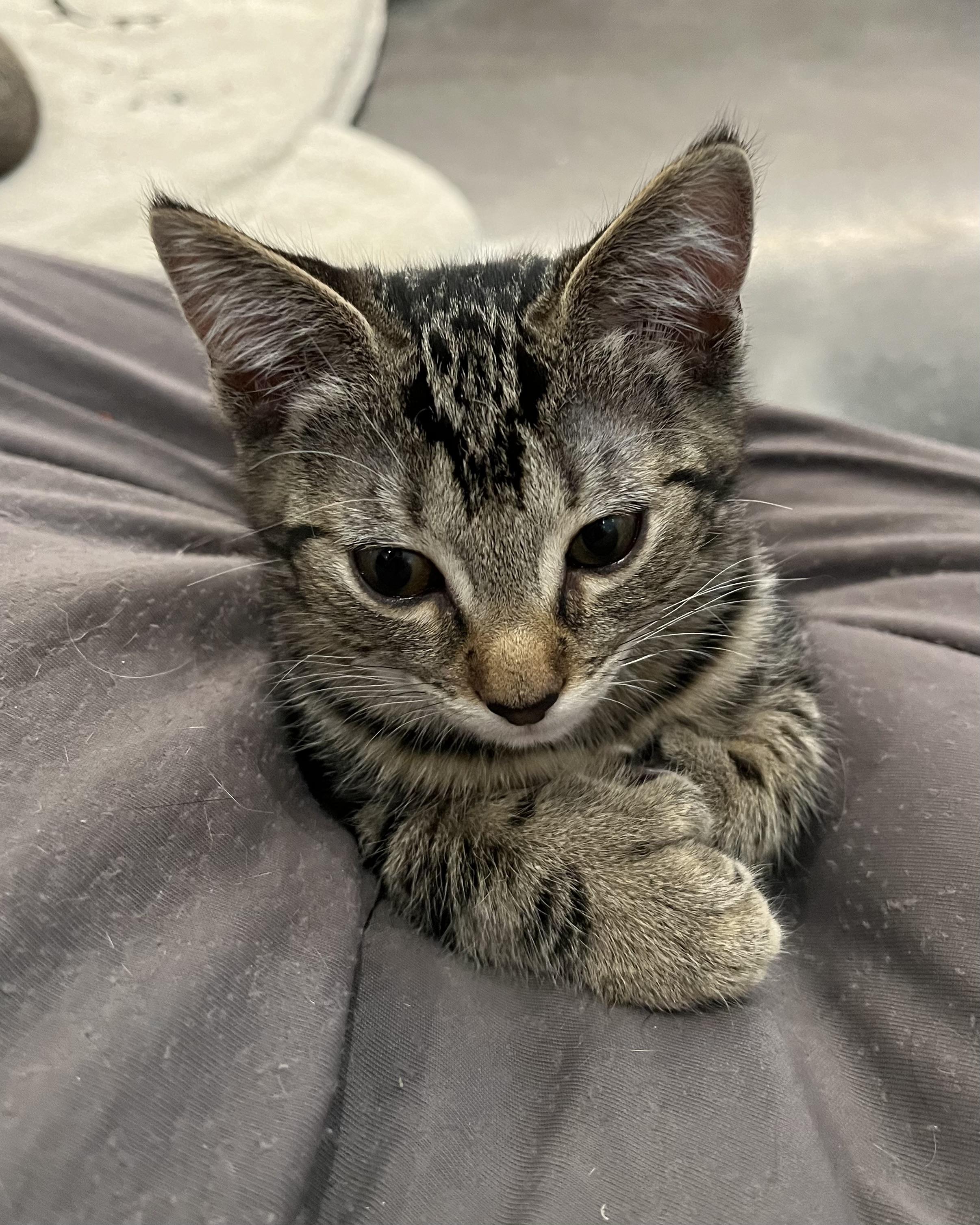 Ossie (bonded with Susie), a Adopted Domestic Short Hair in San Francisco, CA image 3/6