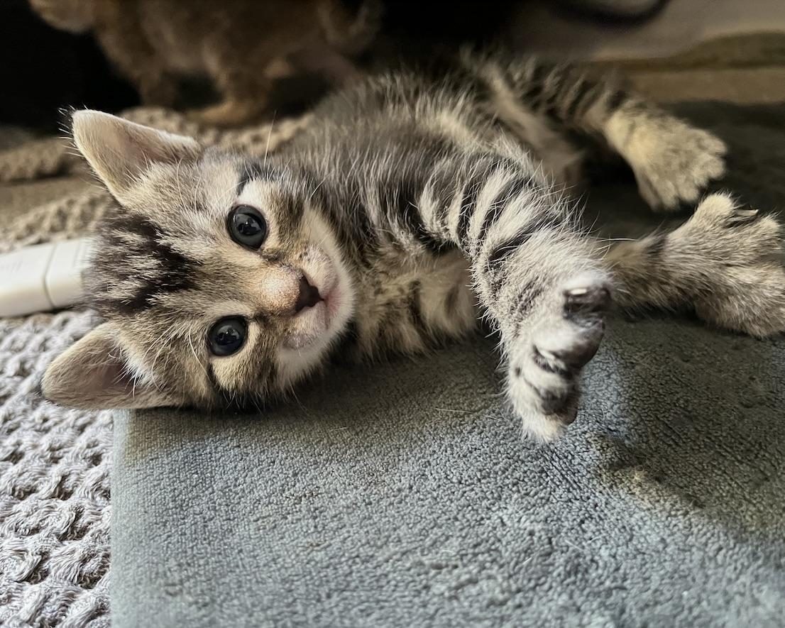 Ossie (bonded with Susie), a Adopted Domestic Short Hair in San Francisco, CA image 4/6