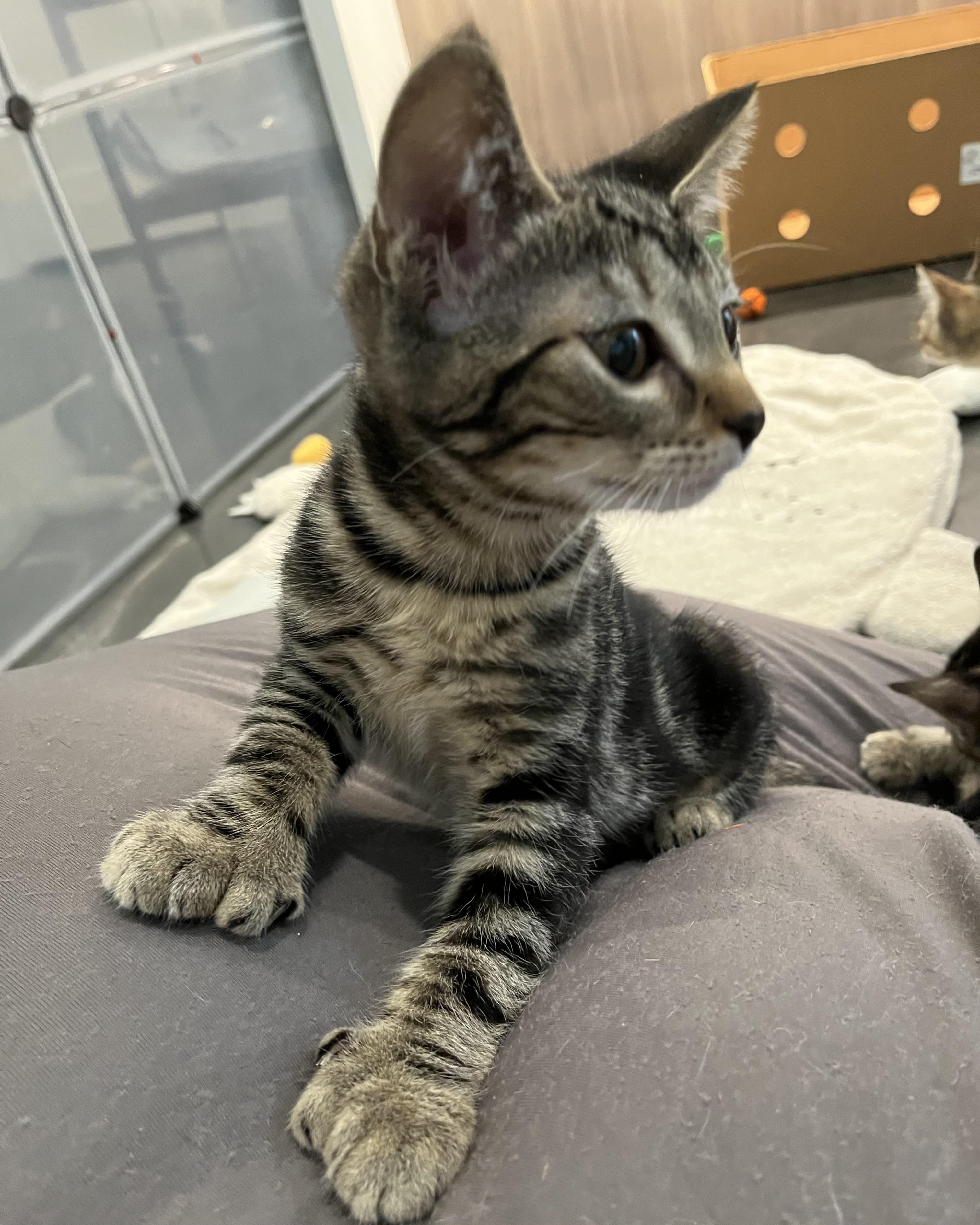 Ossie (bonded with Susie), a Adopted Domestic Short Hair in San Francisco, CA image 5/6