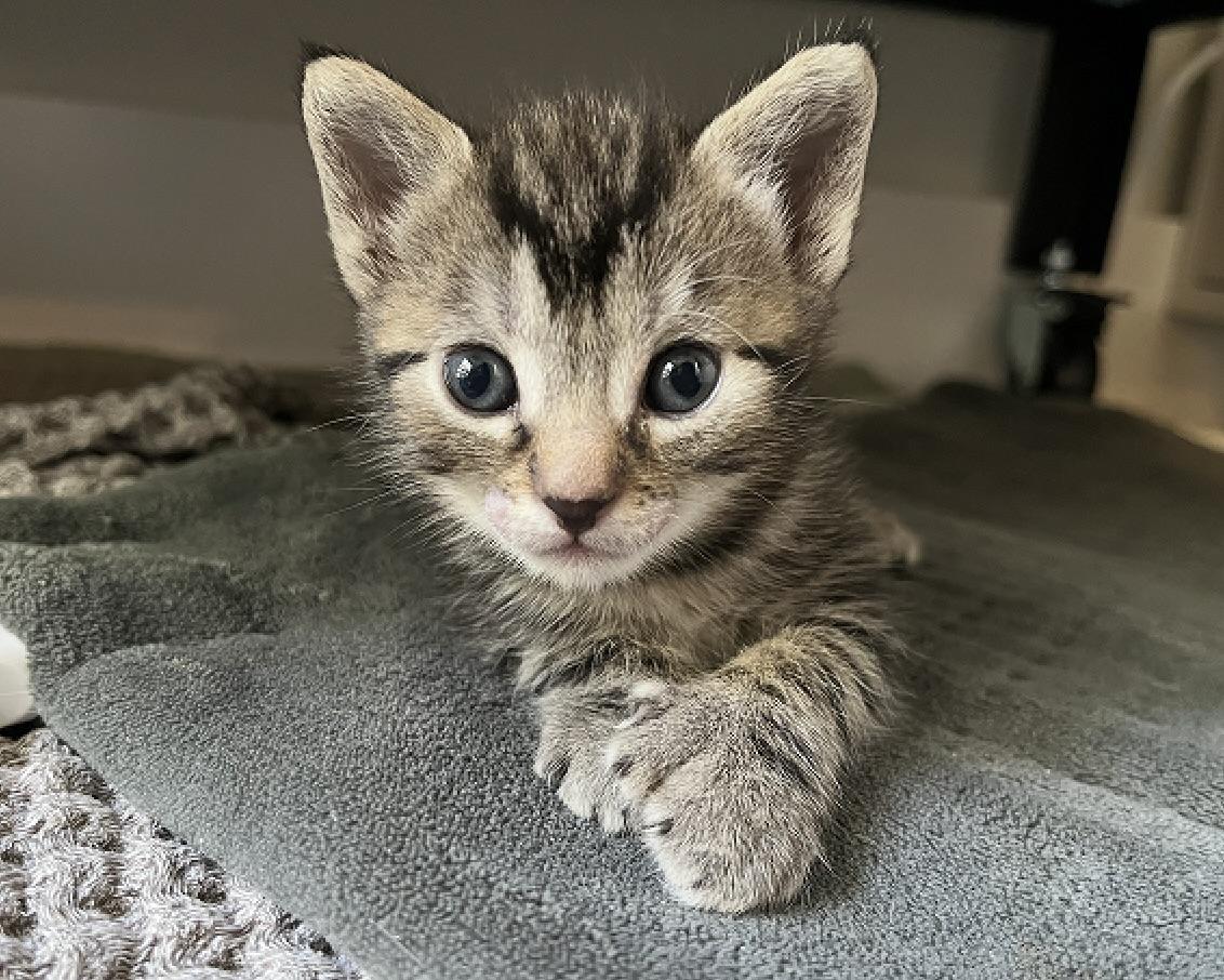 Ossie (bonded with Susie), a Adopted Domestic Short Hair in San Francisco, CA image 6/6