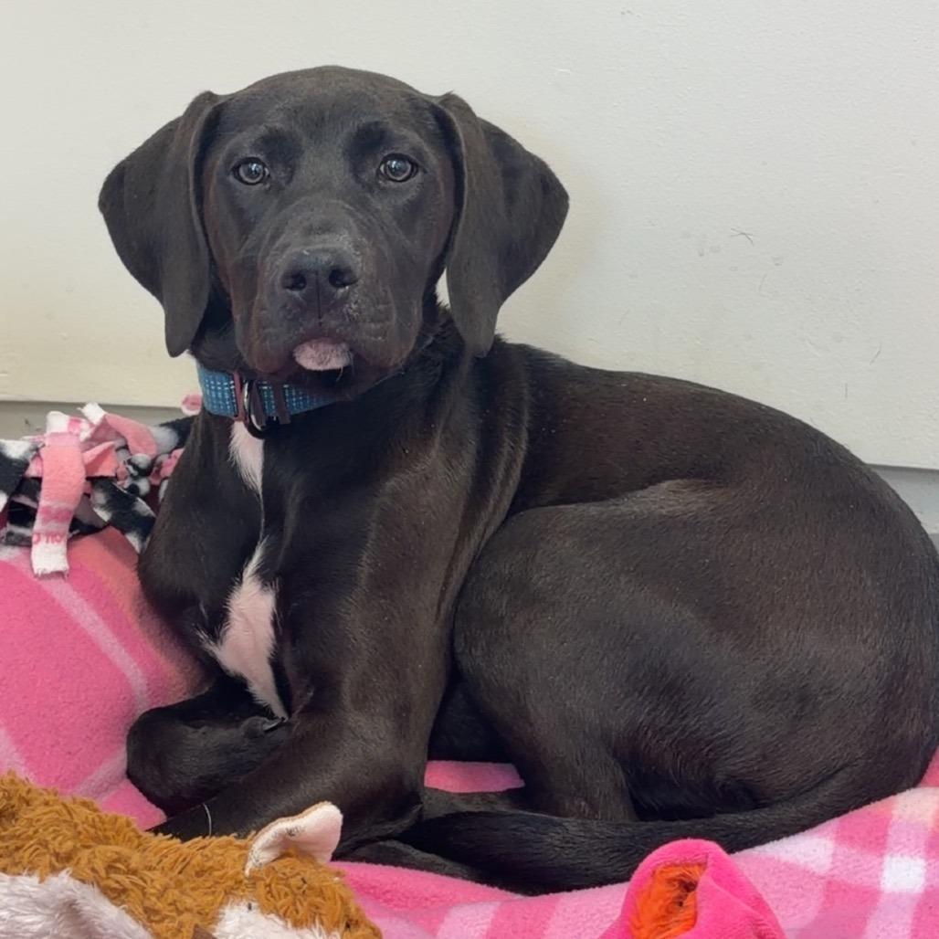 Enlarge Stanley, a Adoptable Labrador Retriever in International Falls, MN image 1/1