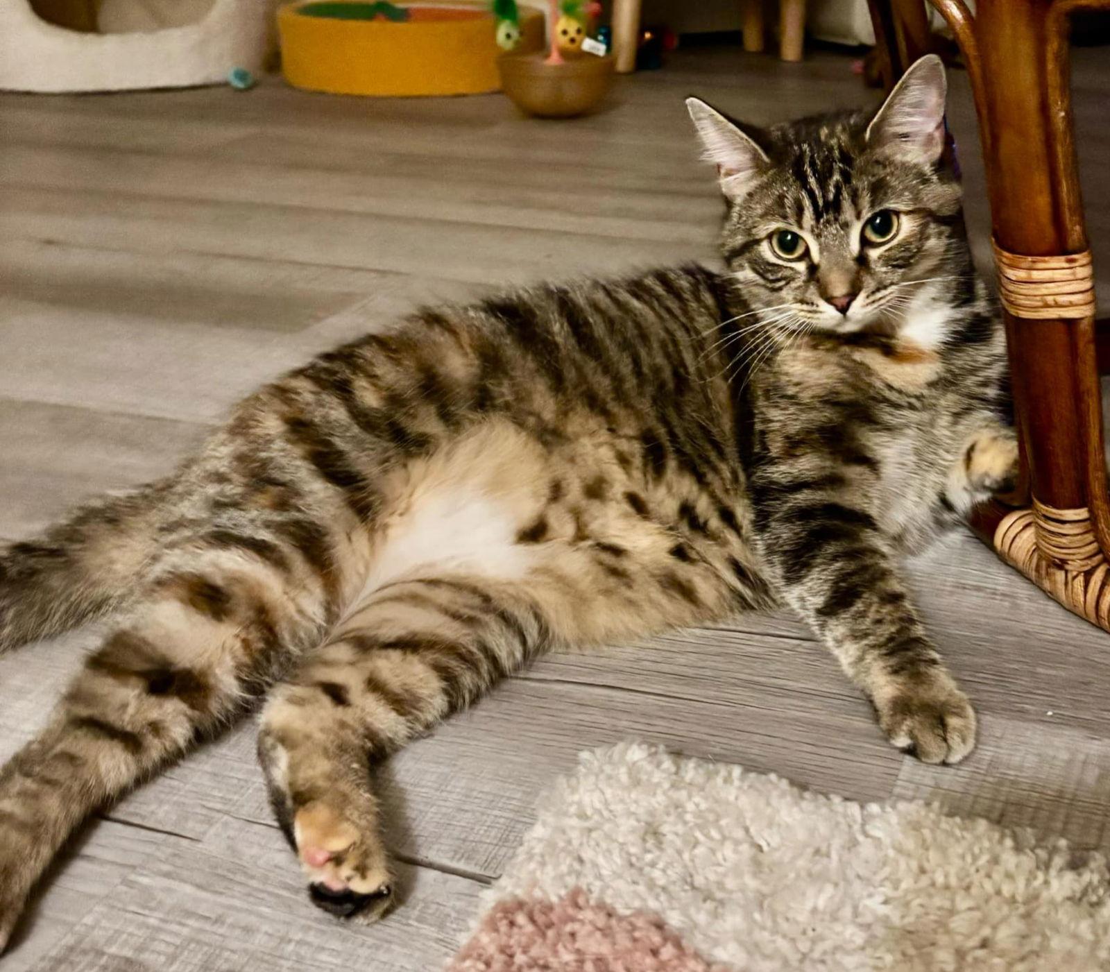 Frostine, Adoptable, Young Female Torbie & Domestic Short Hair.