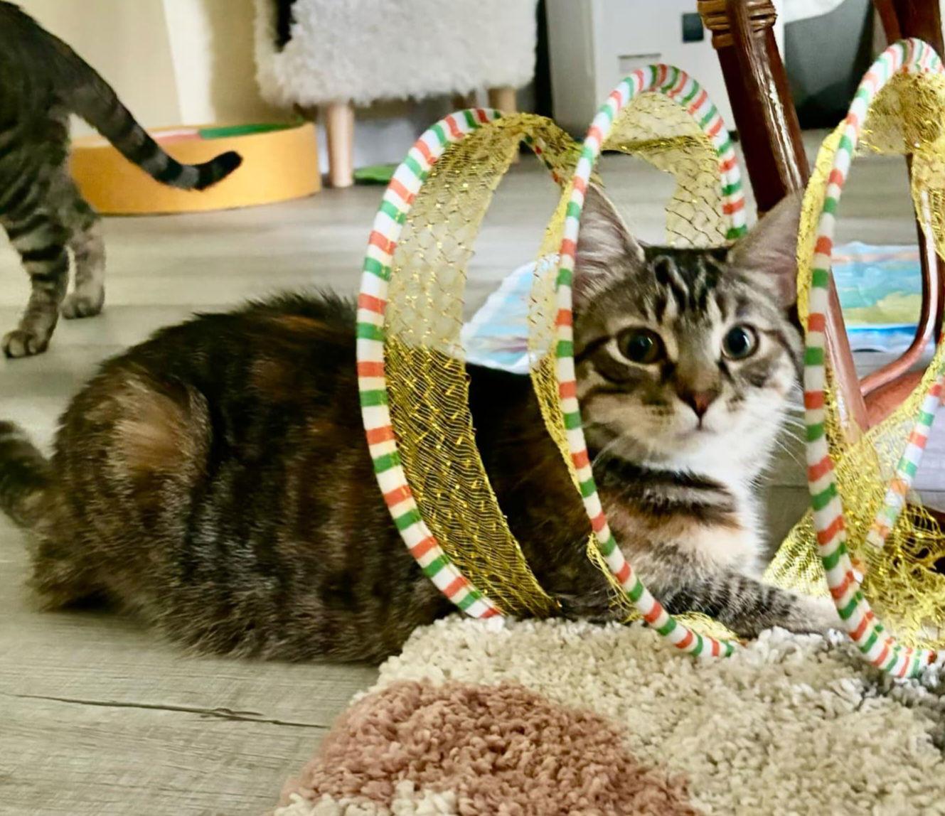 Frostine thumbnail 2