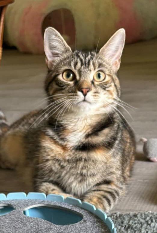 Frostine, a Adoptable mixed breed in Spring City, PA image 3/3