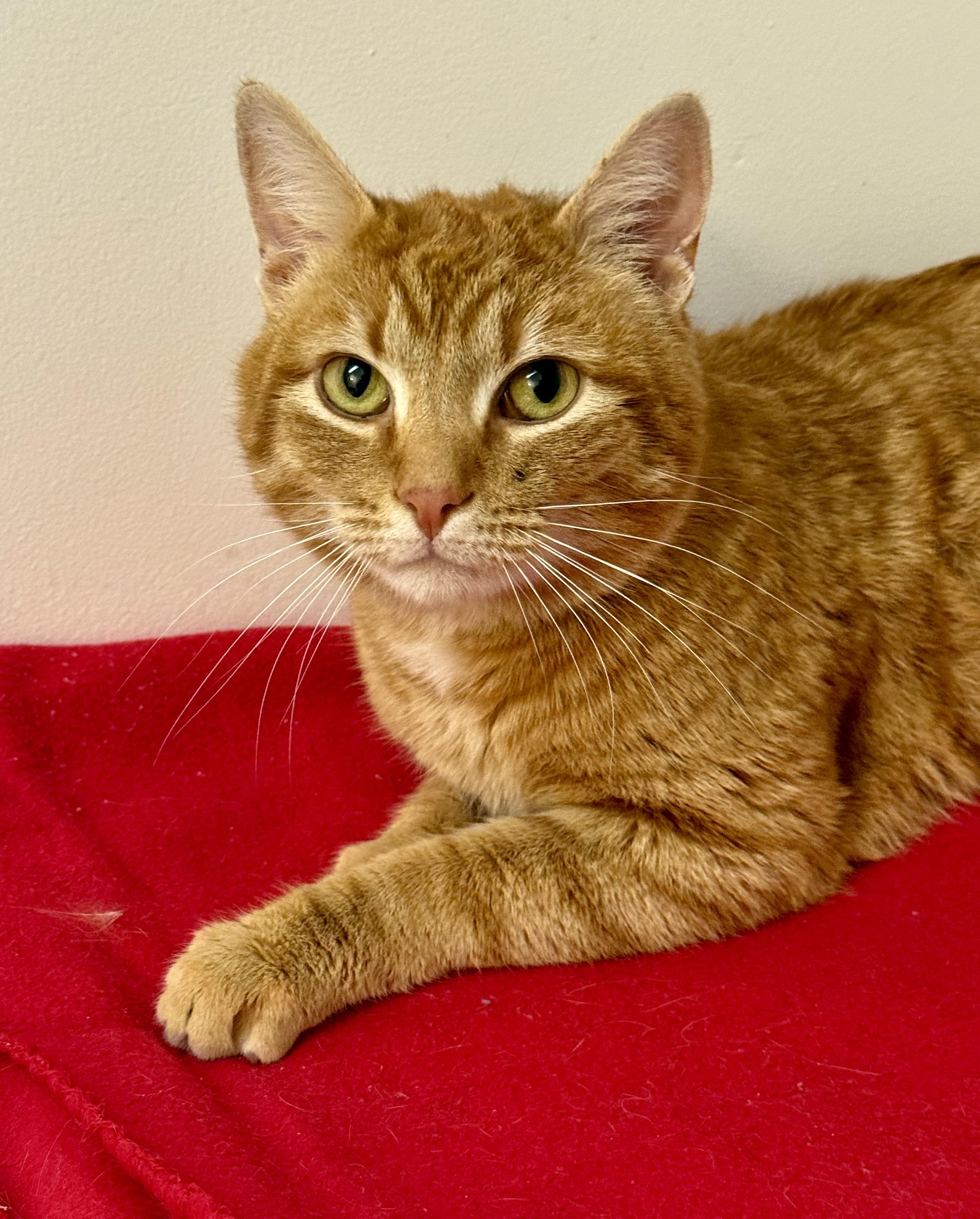 Enlarge Nacho, a ADOPTABLE Domestic Short Hair in Frewsburg, NY image 2/3