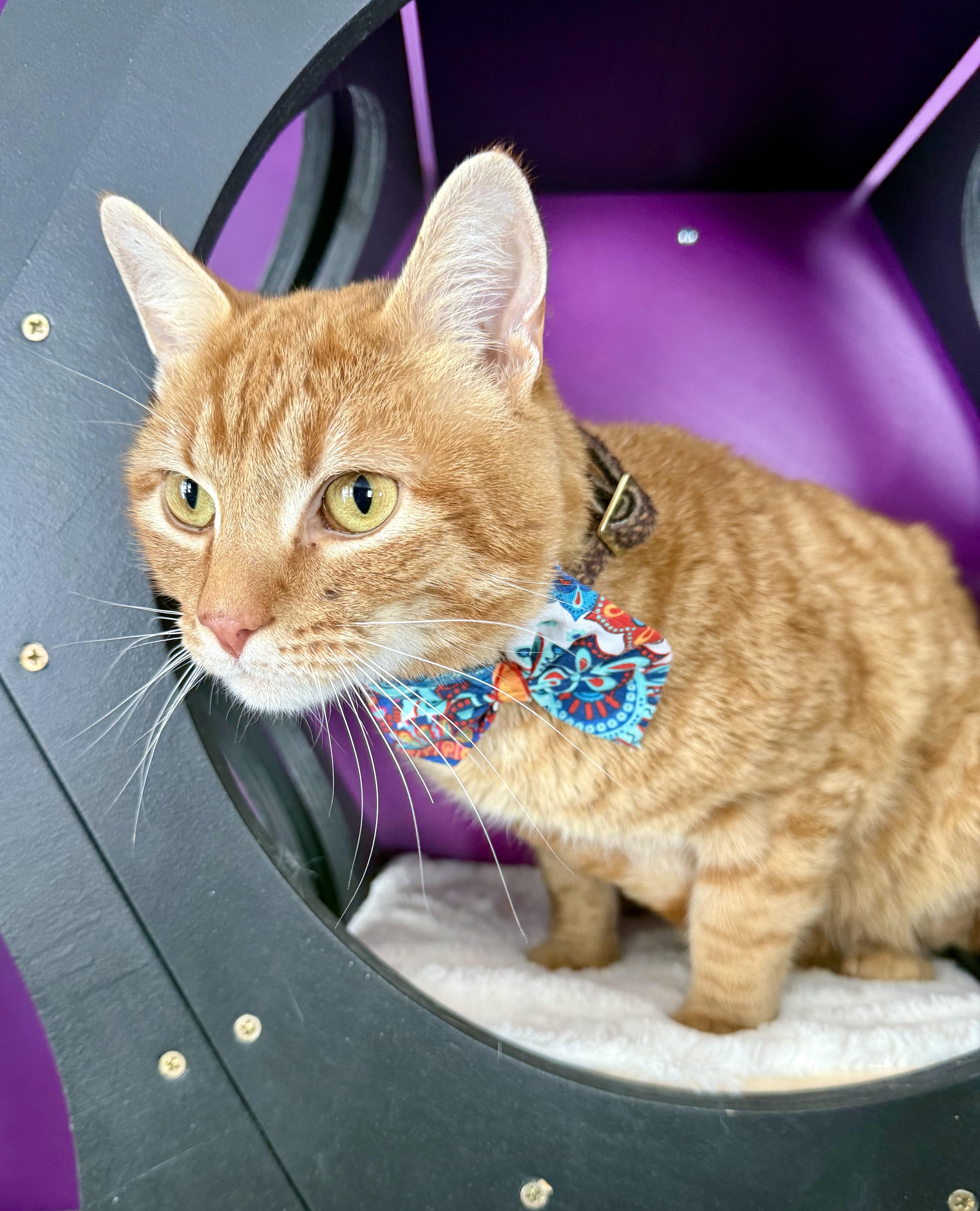 Enlarge Nacho, a ADOPTABLE Domestic Short Hair in Frewsburg, NY image 3/3