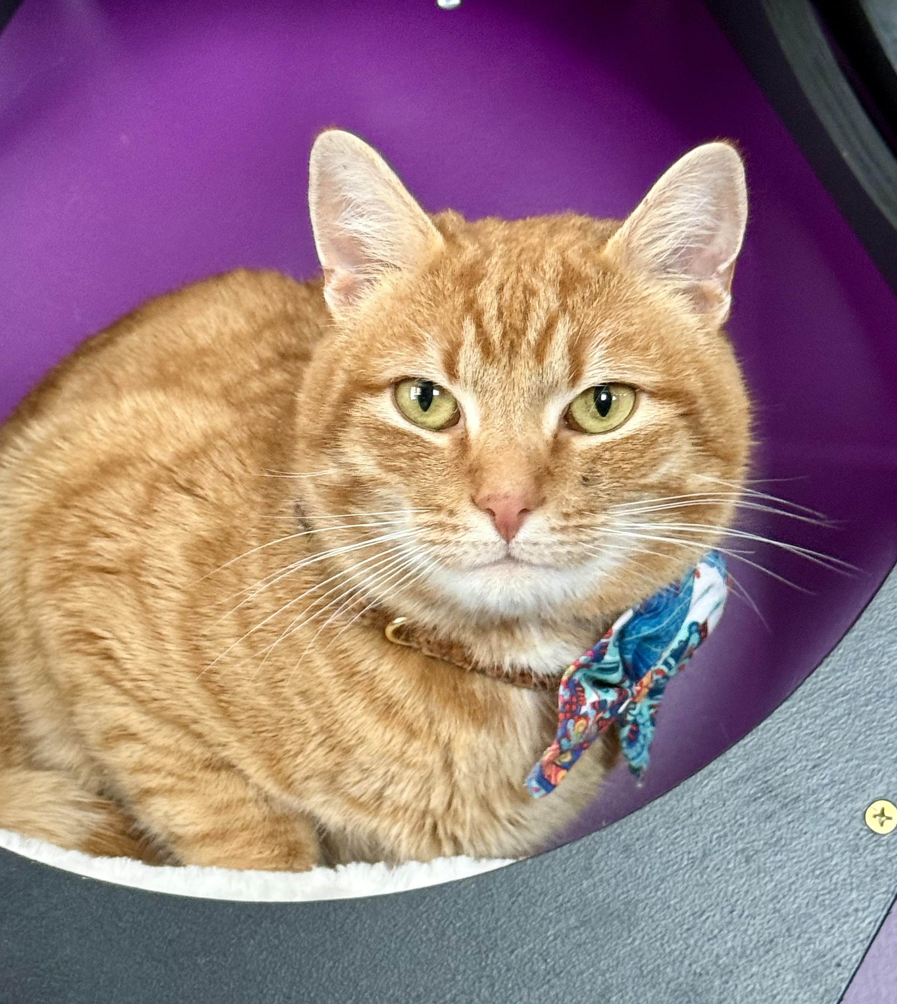 Nacho, ADOPTABLE, Young Male Domestic Short Hair.