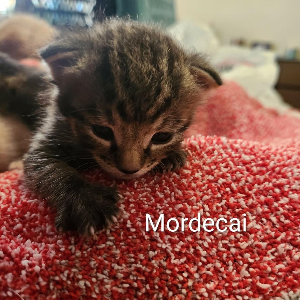 Mordecai, Adoptable, Kitten Male Domestic Short Hair.
