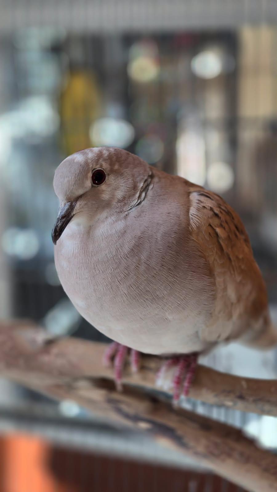 Kevo, ADOPTABLE, Adult Male Dove.