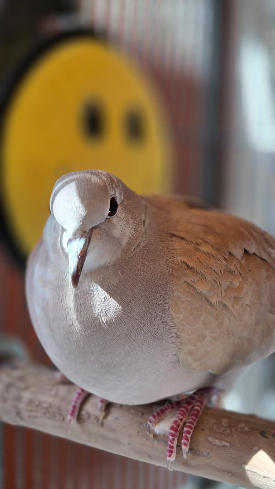 Enlarge Kevo, a ADOPTABLE Dove in Bristol, RI image 2/3