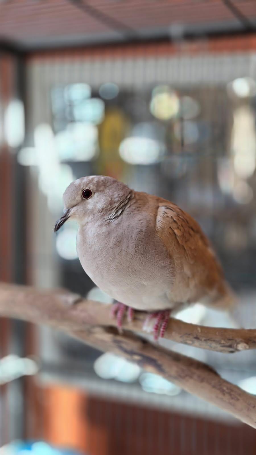 Enlarge Kevo, a ADOPTABLE Dove in Bristol, RI image 3/3