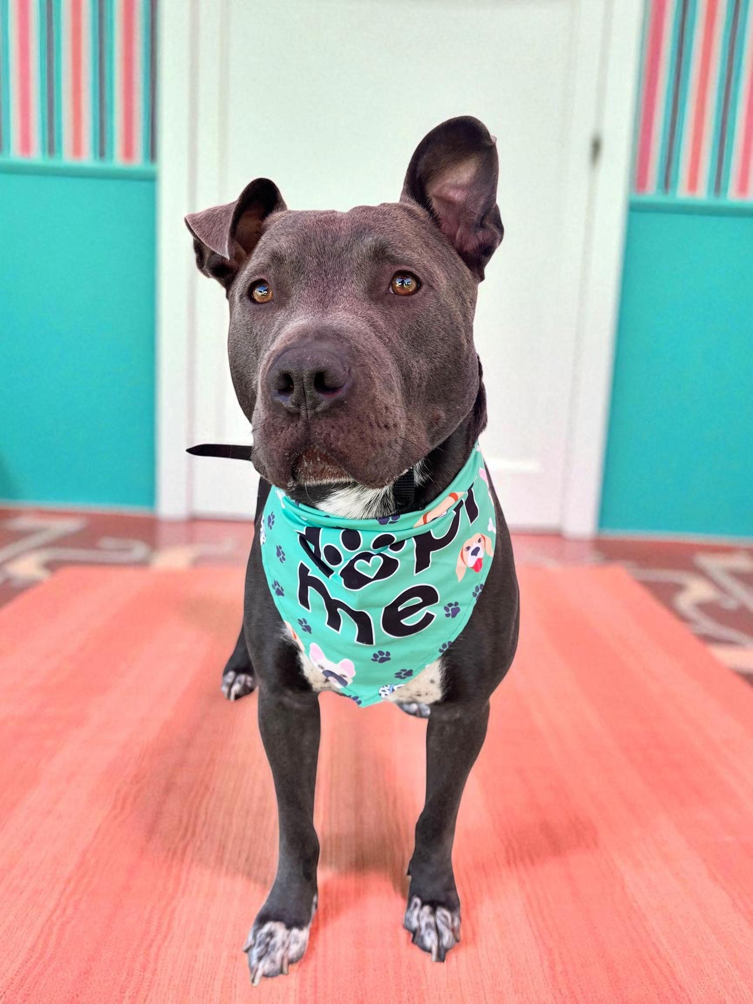 Roscoe-ADOPT Me!!, a Adoptable mixed breed in Redondo Beach, CA image 3/5