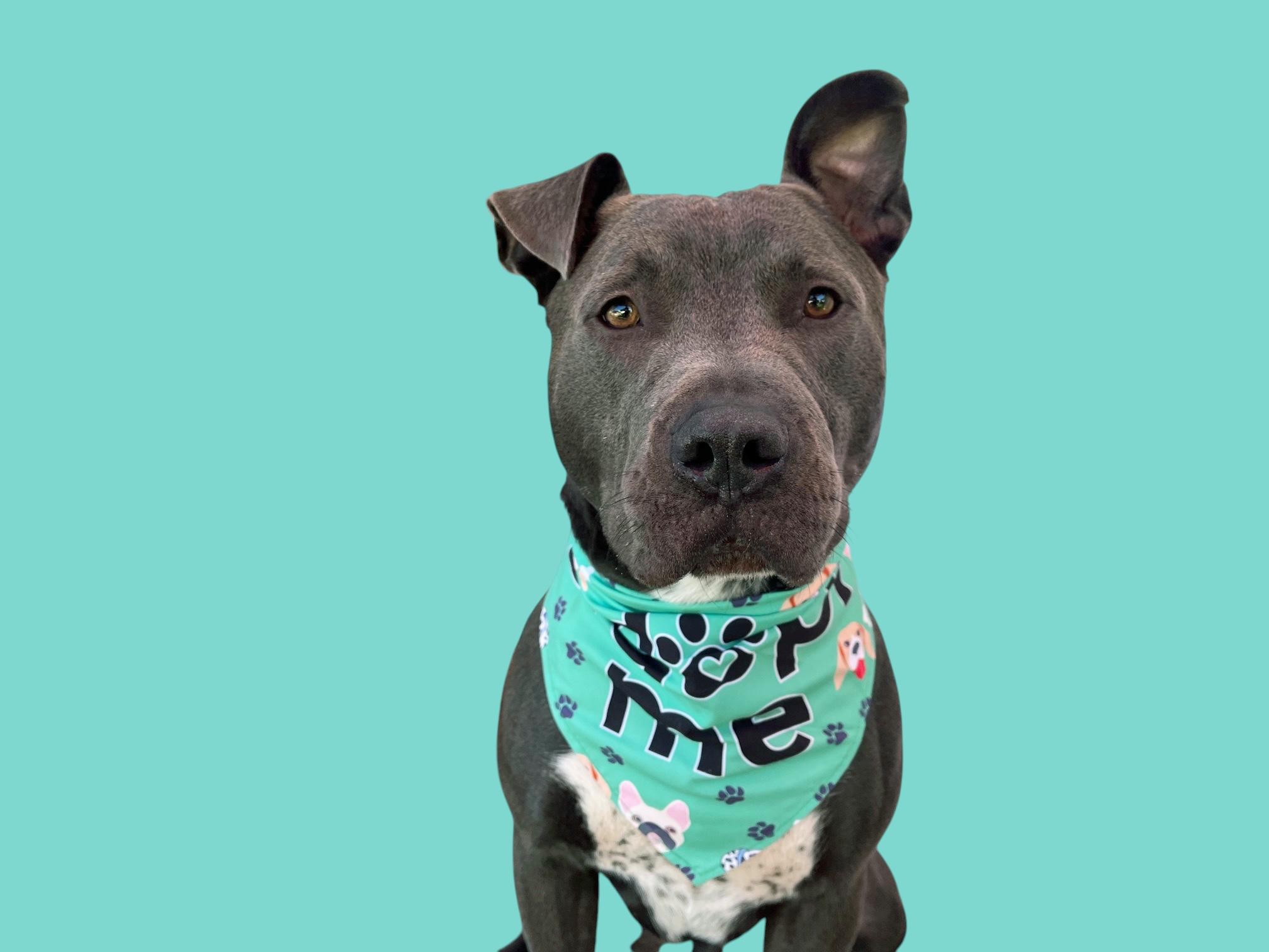 Roscoe-ADOPT Me!!, a Adoptable mixed breed in Redondo Beach, CA image 2/5