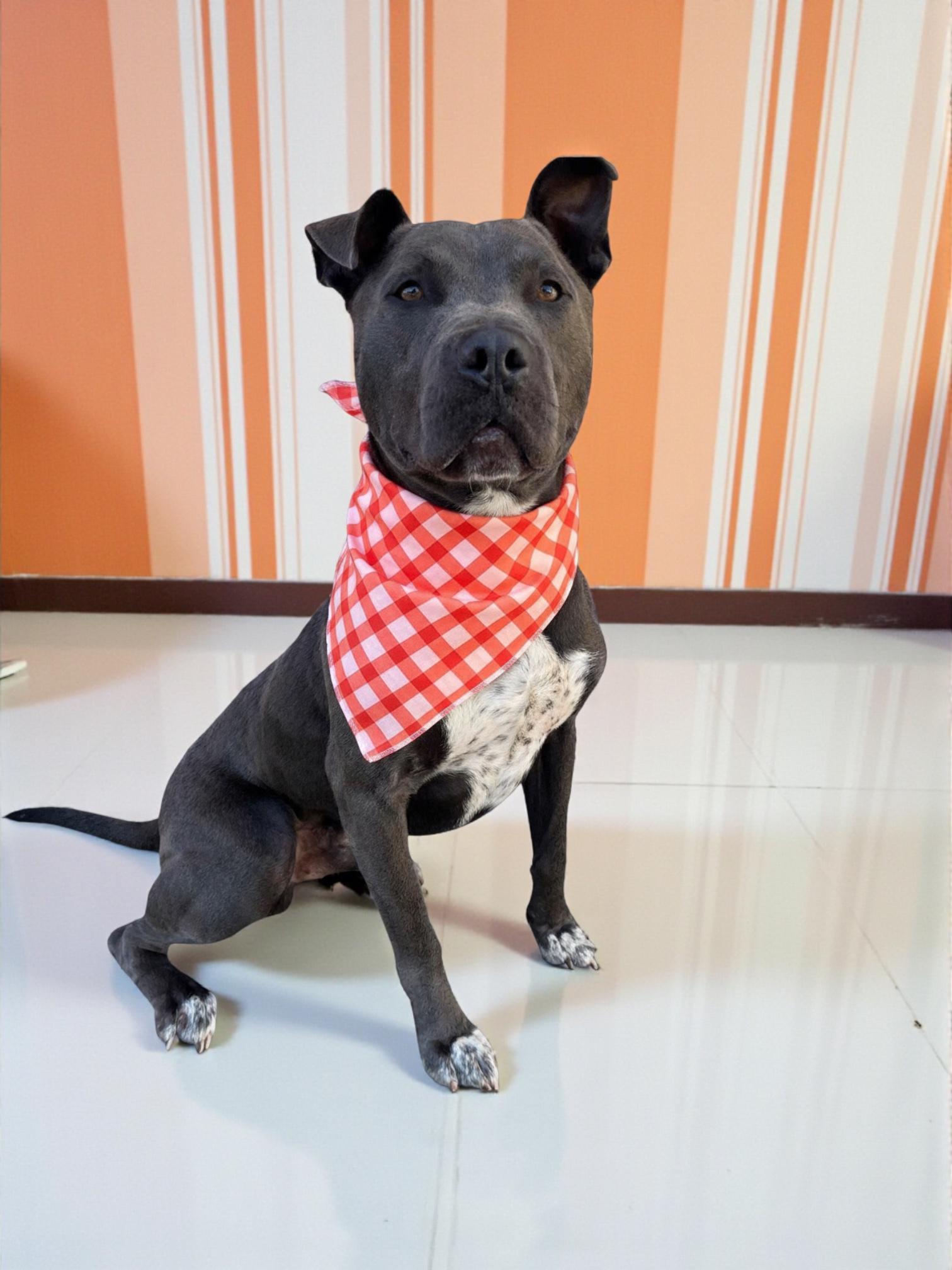 Roscoe-ADOPT Me!!, Adoptable, Young Male American Bully.