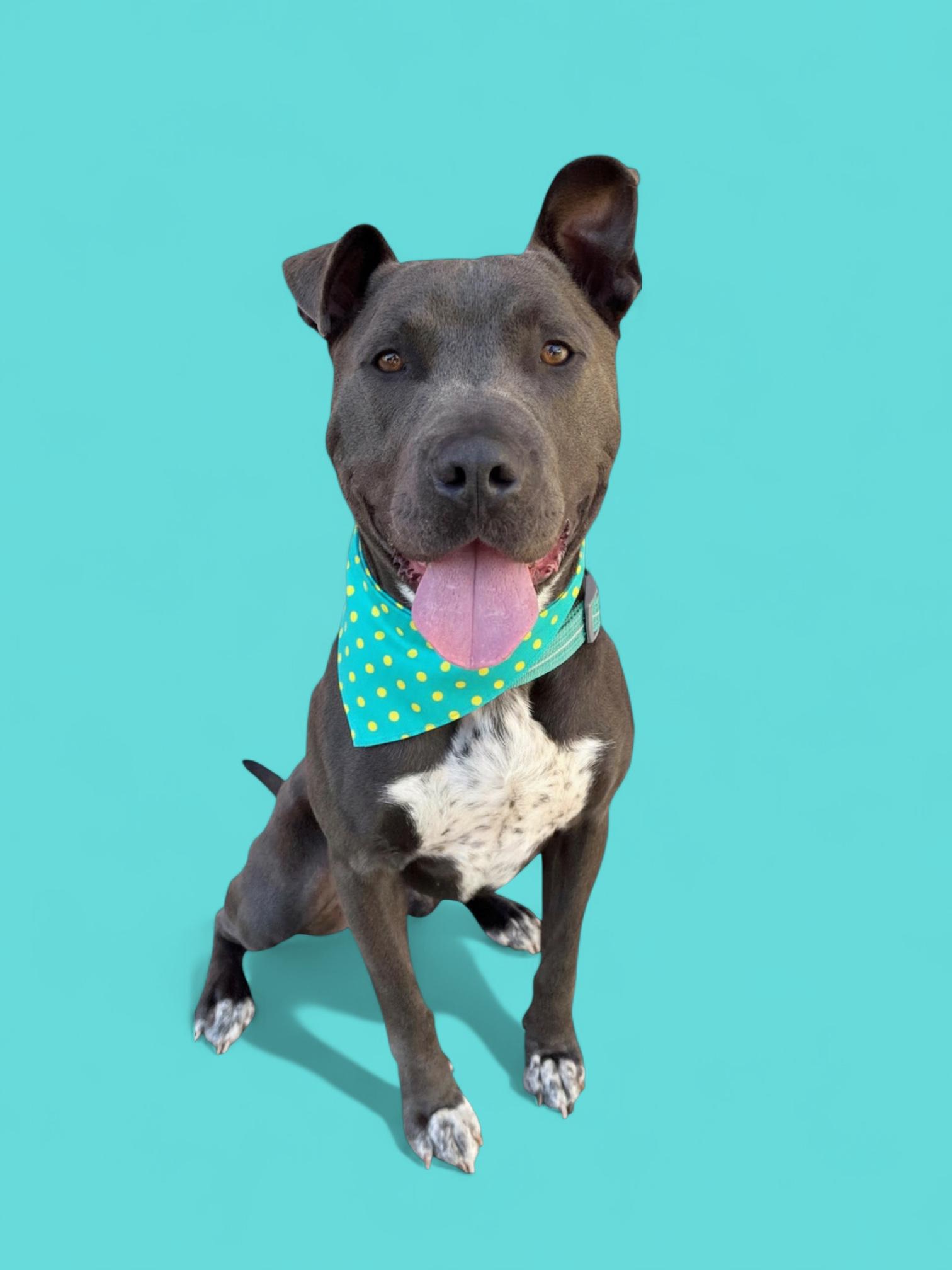 Roscoe-ADOPT Me!!, a Adoptable mixed breed in Redondo Beach, CA image 4/5