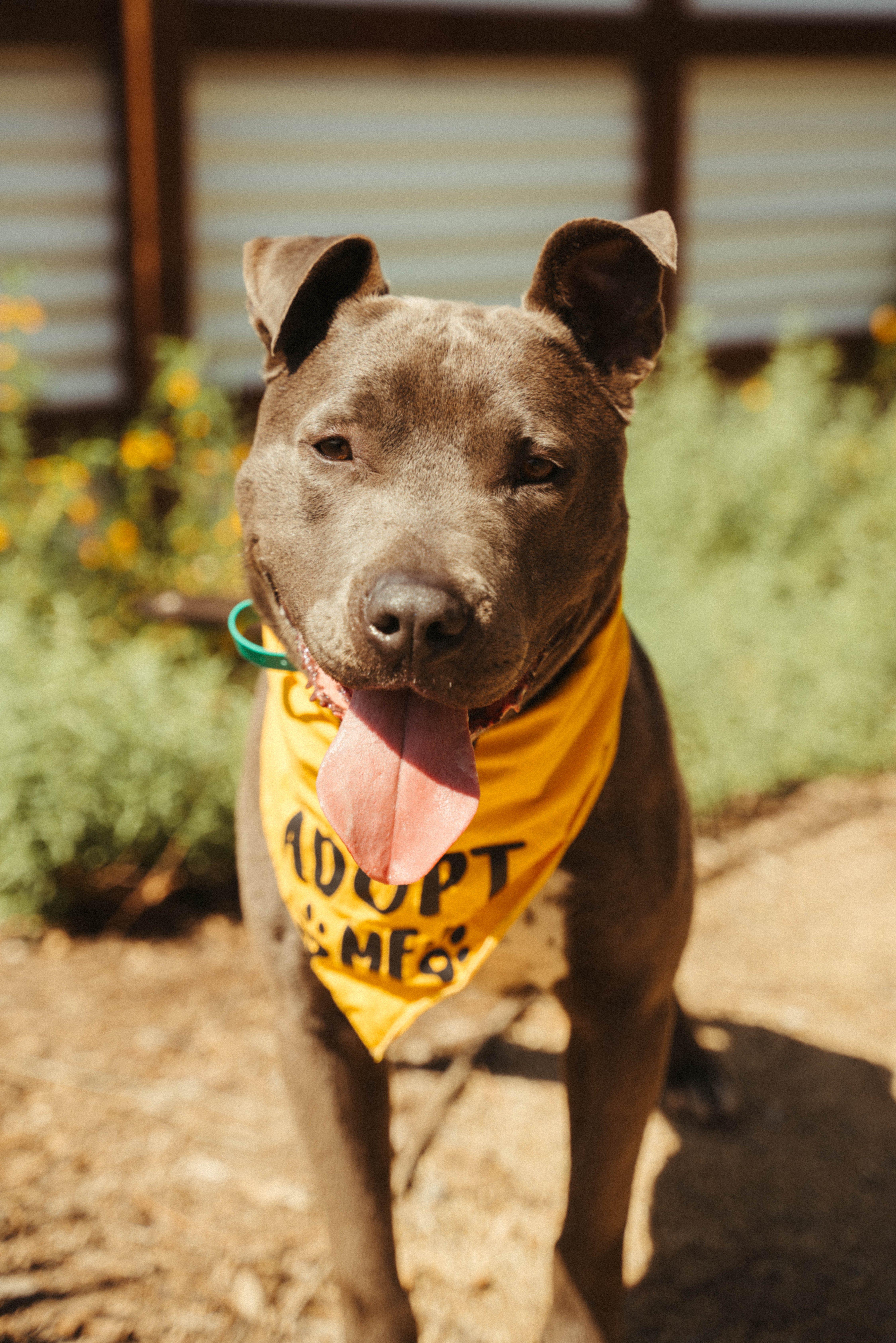 Enlarge Roscoe-ADOPT Me!!, a Adoptable mixed breed in Redondo Beach, CA image 1/6