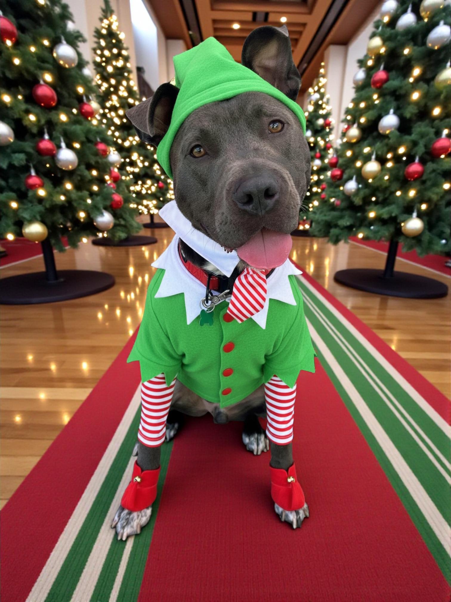 Roscoe-ADOPT Me!!, Adoptable, Young Male American Bully & Pit Bull Terrier.