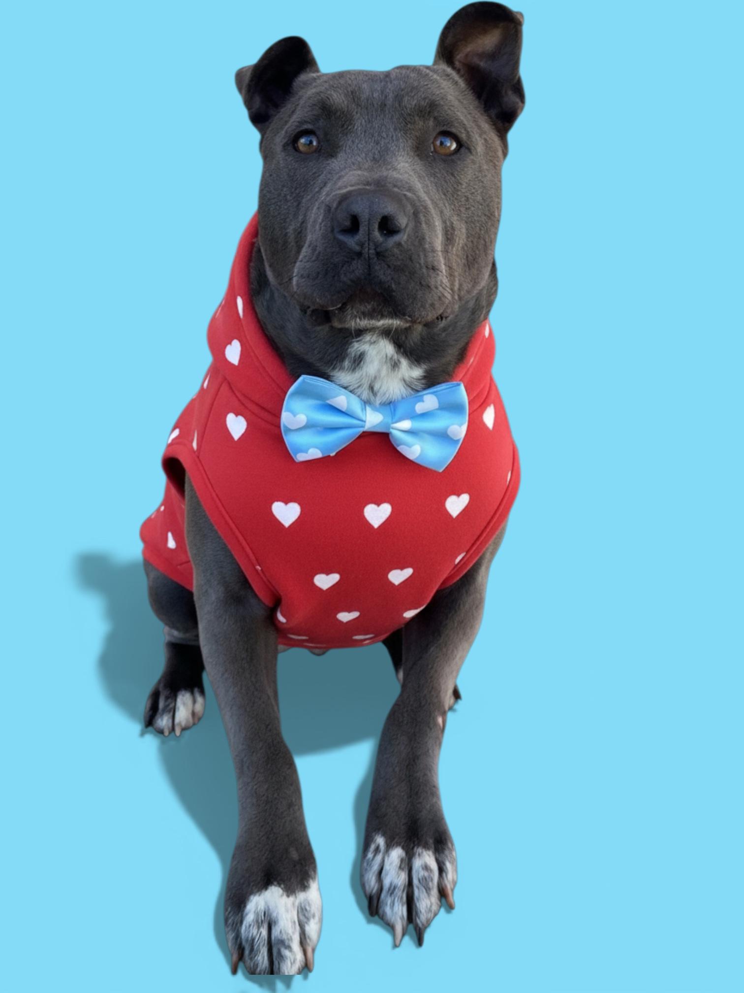 Enlarge Roscoe-ADOPT Me!!, a Adoptable mixed breed in Redondo Beach, CA image 1/6