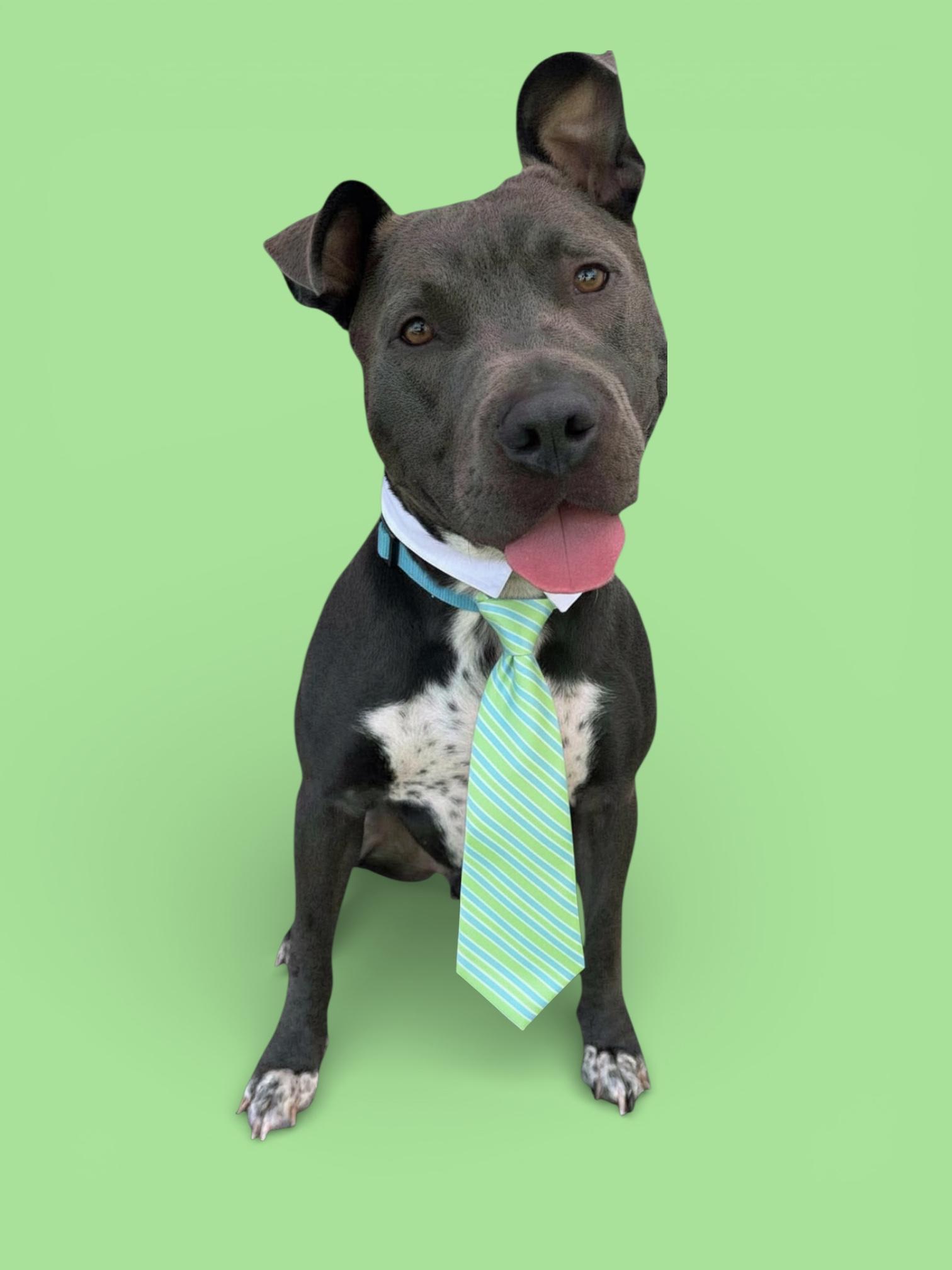 Enlarge Roscoe-ADOPT Me!!, a Adoptable mixed breed in Redondo Beach, CA image 4/6