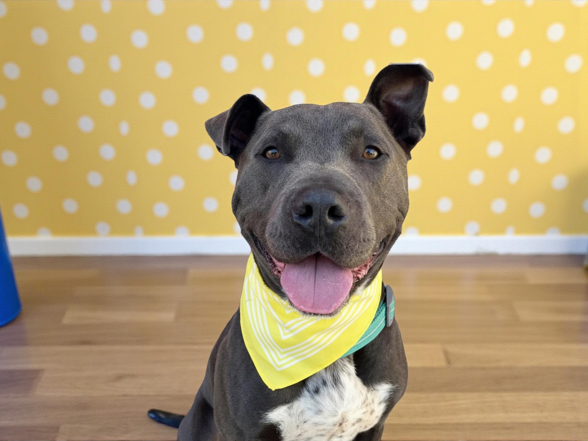 Roscoe-ADOPT Me!!, a Adoptable mixed breed in Redondo Beach, CA image 5/5