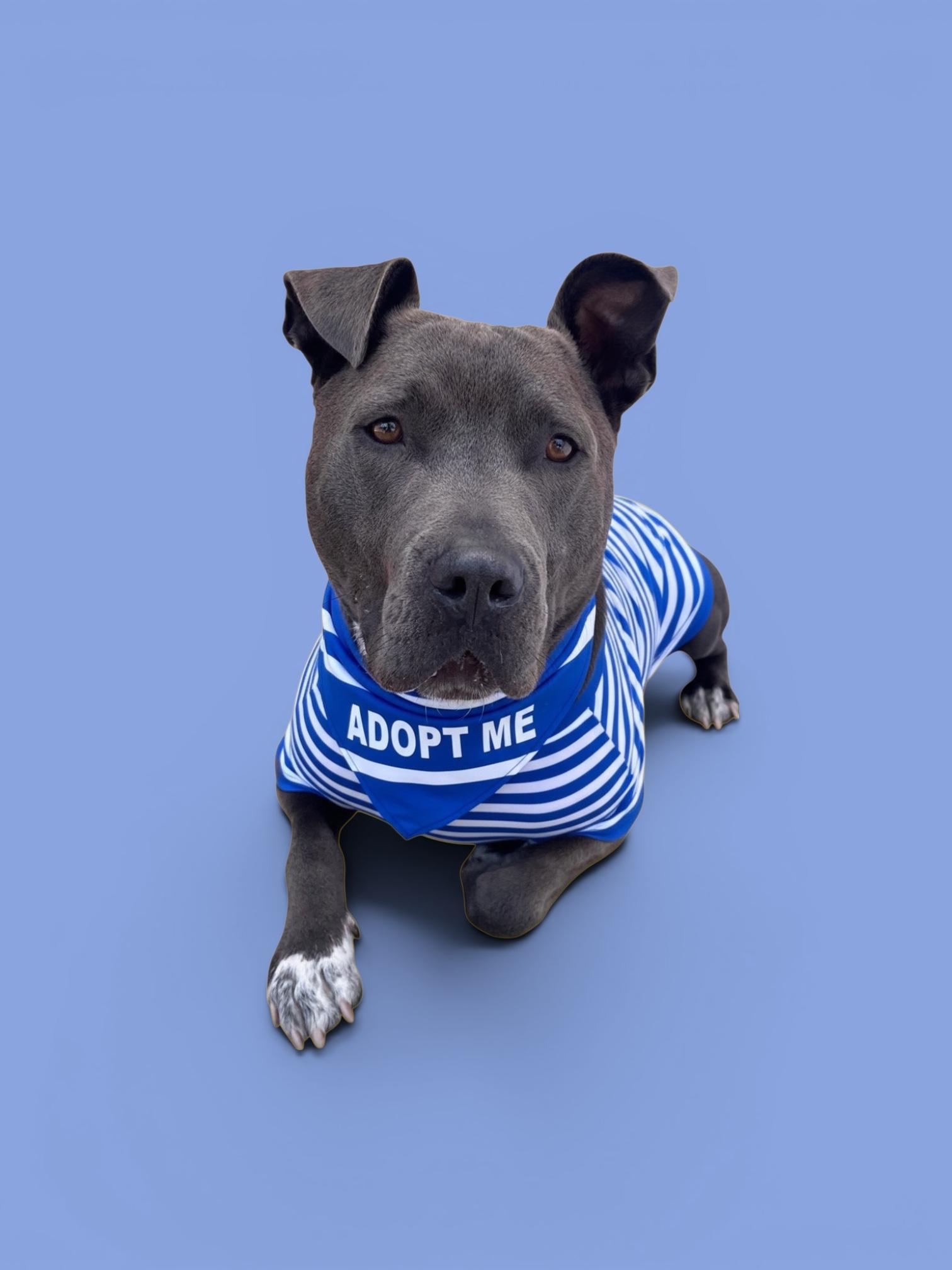 Enlarge Roscoe-ADOPT Me!!, a Adoptable mixed breed in Redondo Beach, CA image 5/6