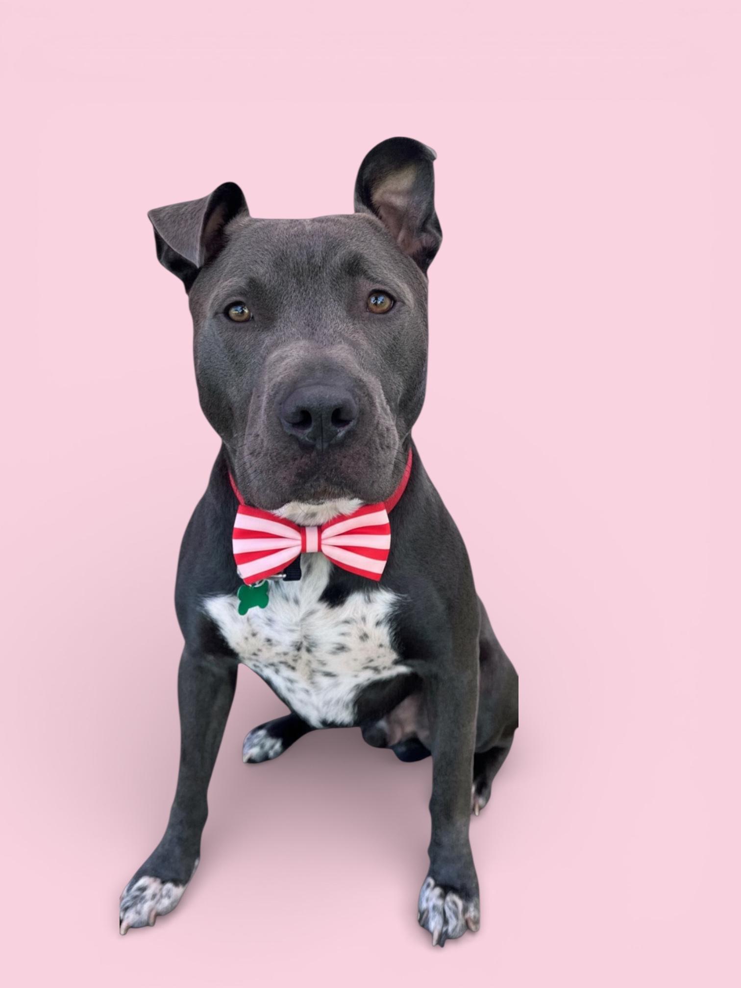 Roscoe-ADOPT Me!!, Adoptable, Young Male American Bully & Pit Bull Terrier.
