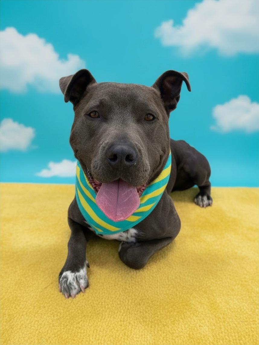 Enlarge Roscoe-ADOPT Me!!, a Adoptable mixed breed in Redondo Beach, CA image 6/6