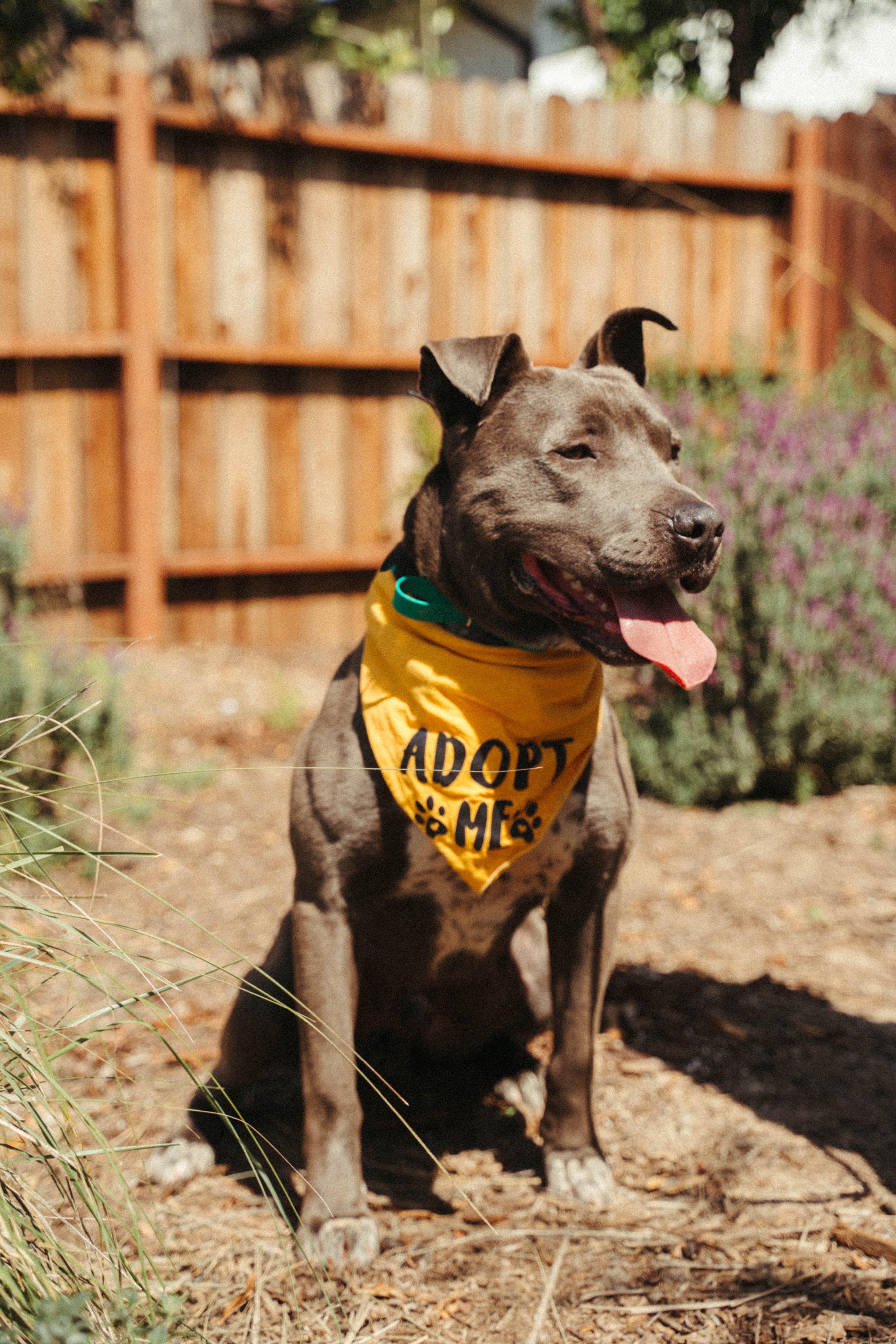 Enlarge Roscoe-ADOPT Me!!, a Adoptable mixed breed in Redondo Beach, CA image 6/6
