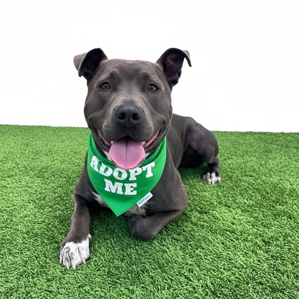 Roscoe-ADOPT Me!!, Adoptable, Young Male American Bully & Pit Bull Terrier.