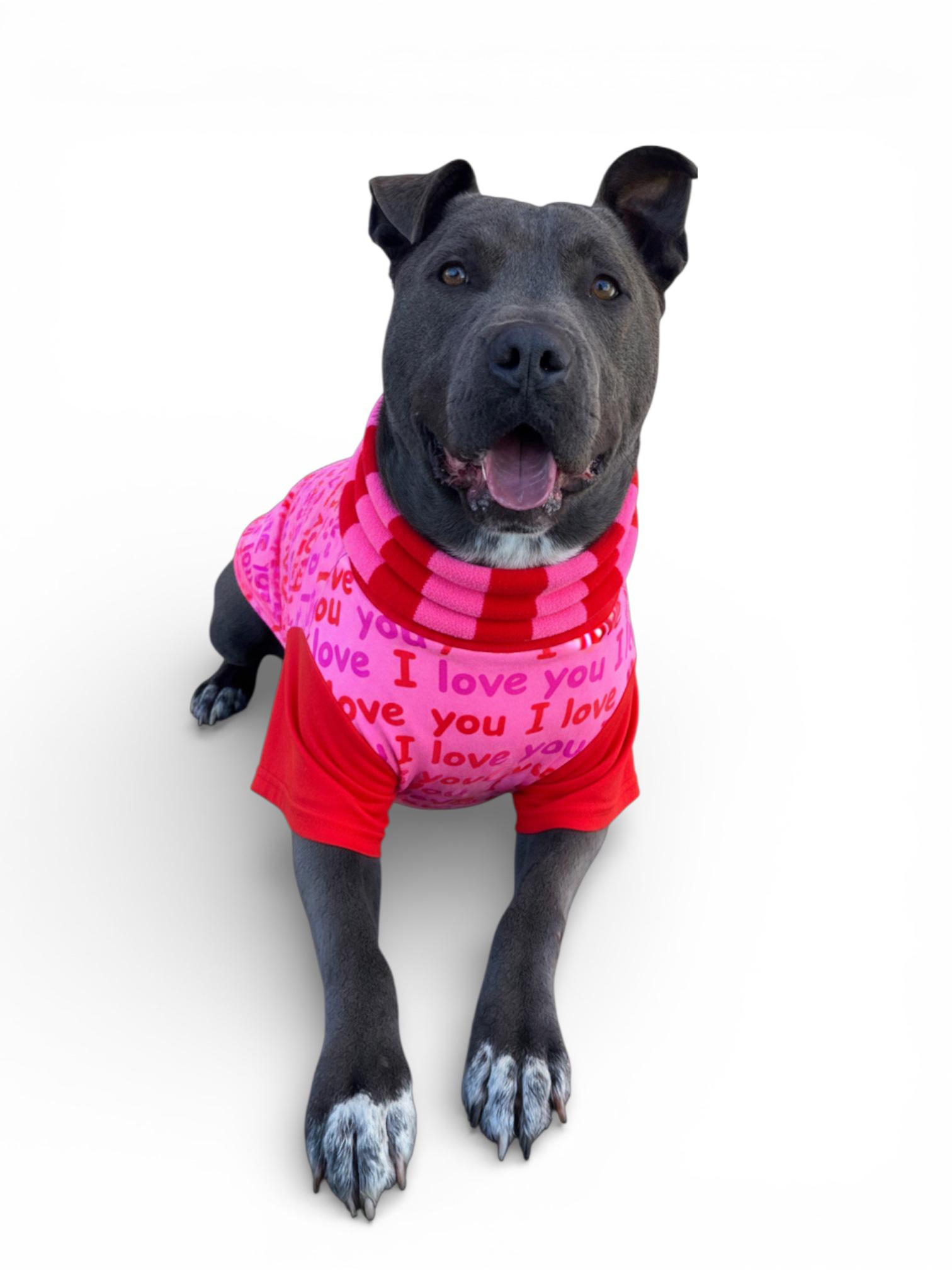 Enlarge Roscoe-ADOPT Me!!, a Adoptable mixed breed in Redondo Beach, CA image 5/6