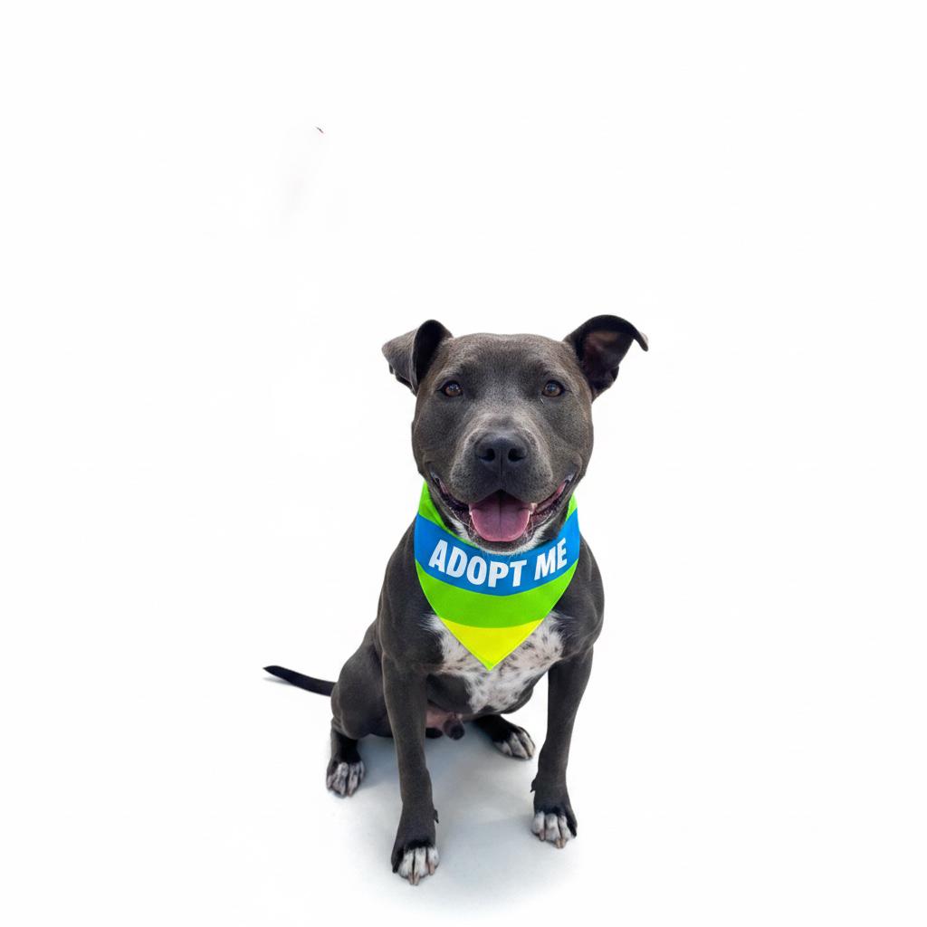 Enlarge Roscoe-ADOPT Me!!, a Adoptable mixed breed in Redondo Beach, CA image 6/6