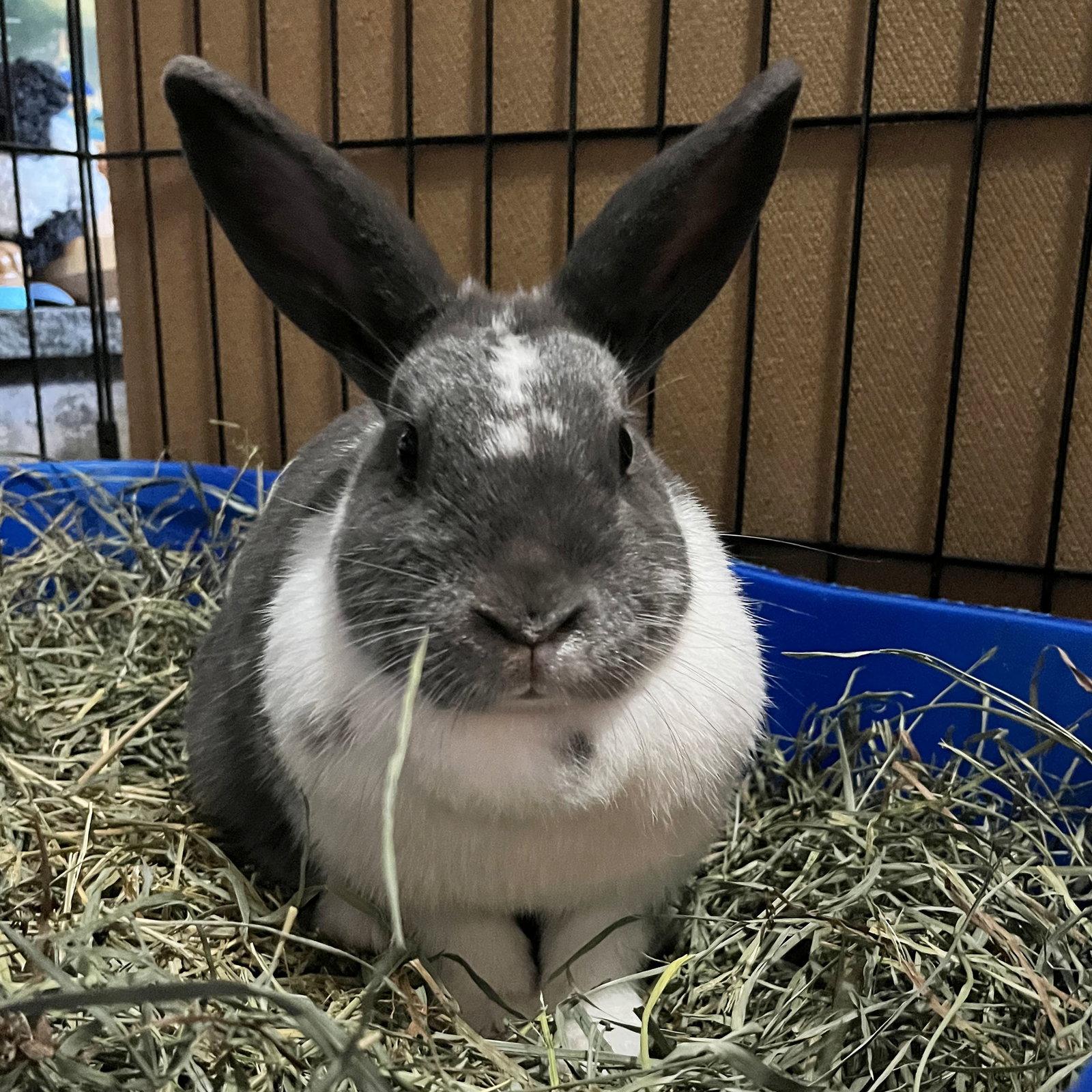Rosalina, Adopted, Adult Female Dutch.