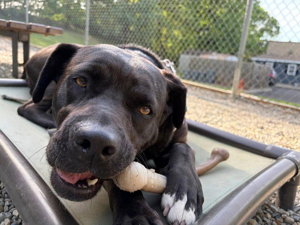 Bunnie, Adoptable, Adult Female Labrador Retriever & American Staffordshire Terrier.