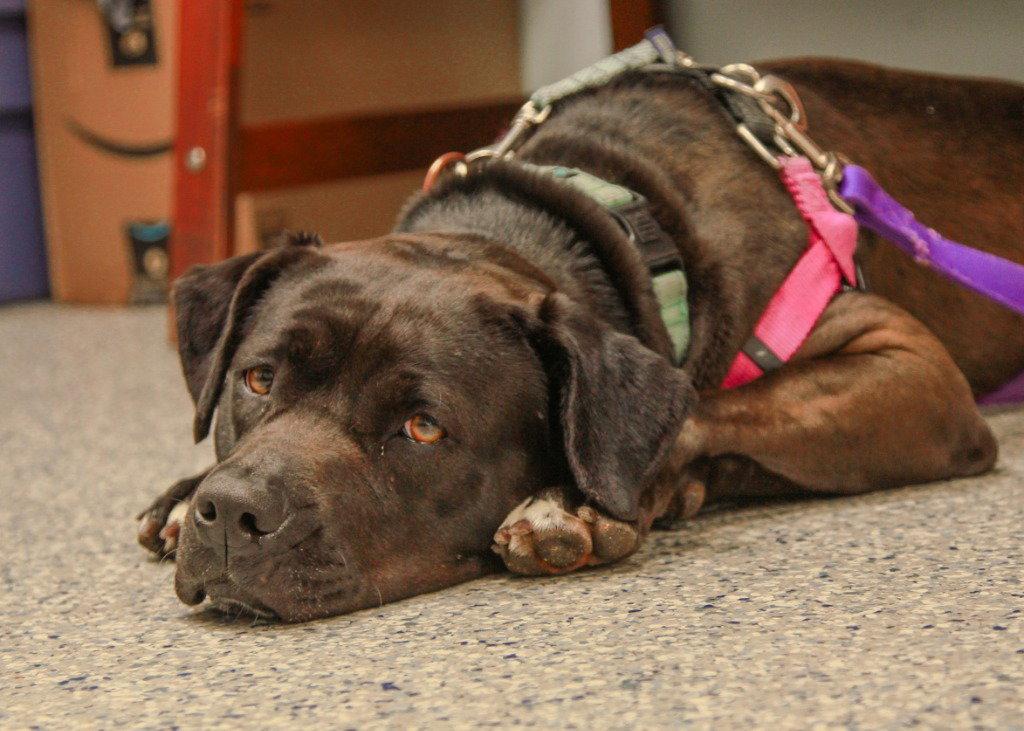 Bunnie, Adoptable, Adult Female Labrador Retriever & American Staffordshire Terrier.
