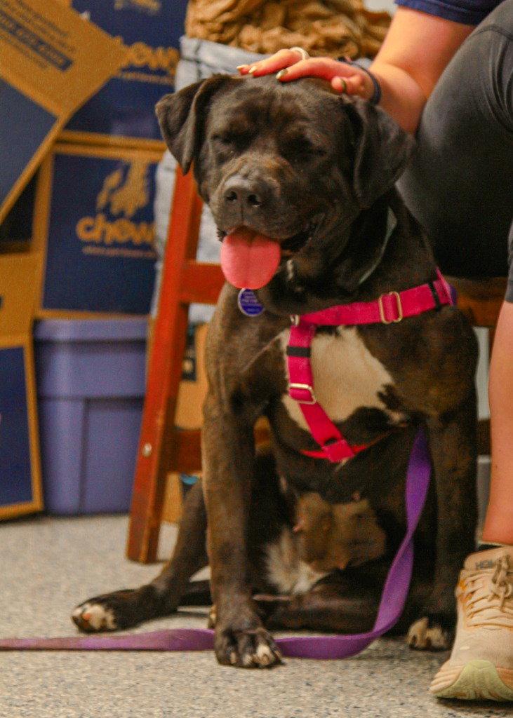 Enlarge Bunnie, a Adoptable mixed breed in Sayreville, NJ image 2/3