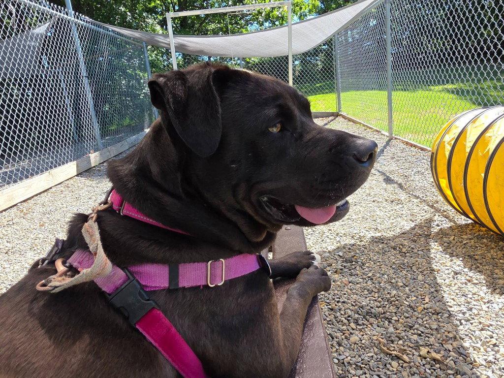 Bunnie, Adoptable, Adult Female Labrador Retriever & American Staffordshire Terrier.