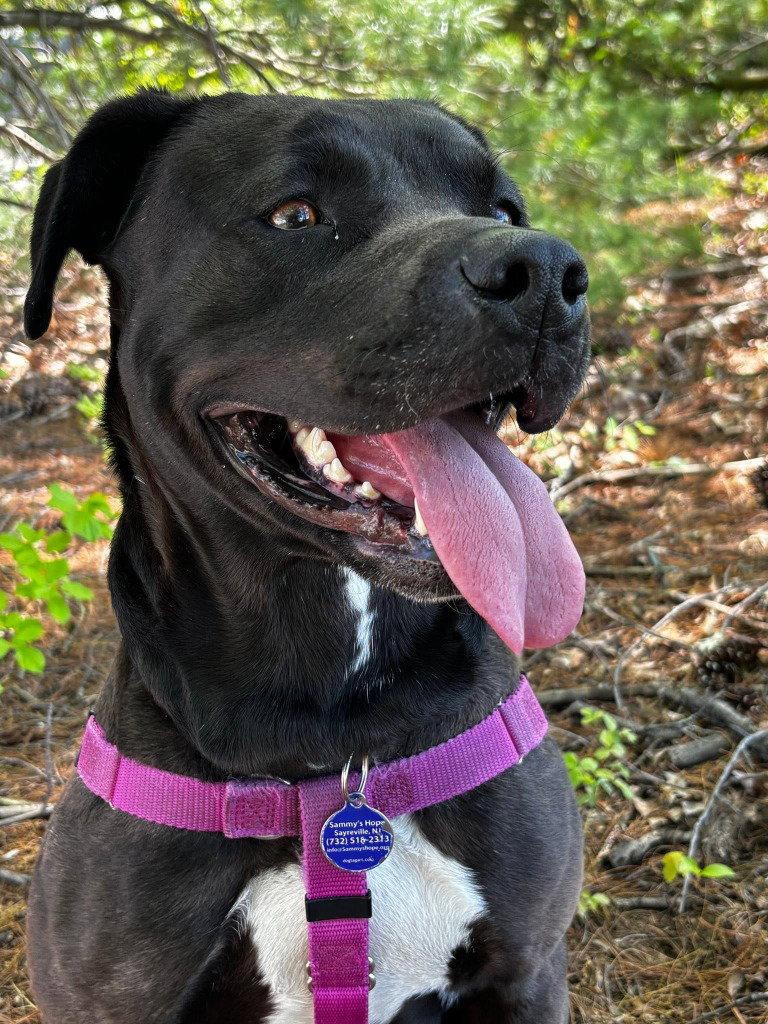 Bunnie, a Adoptable mixed breed in Sayreville, NJ image 2/3