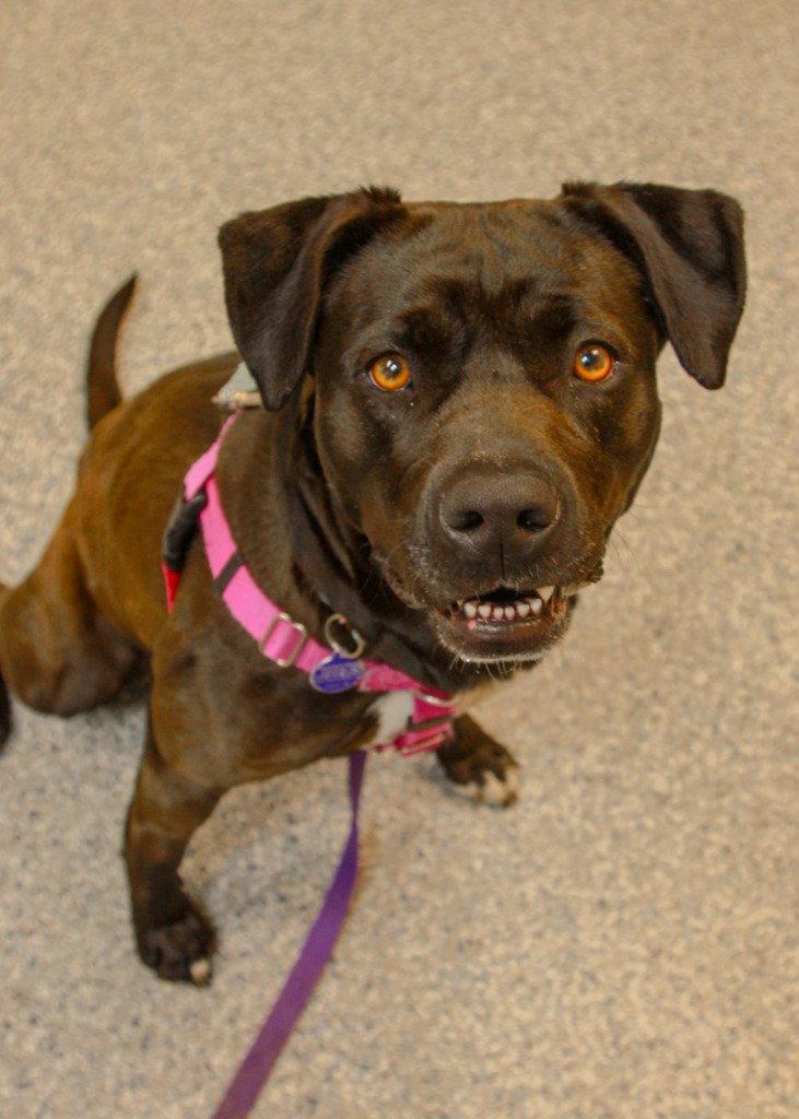 Enlarge Bunnie, a Adoptable mixed breed in Sayreville, NJ image 3/3