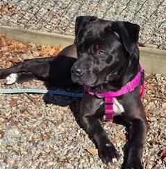 Enlarge Bunnie, a Adoptable mixed breed in Sayreville, NJ image 2/3