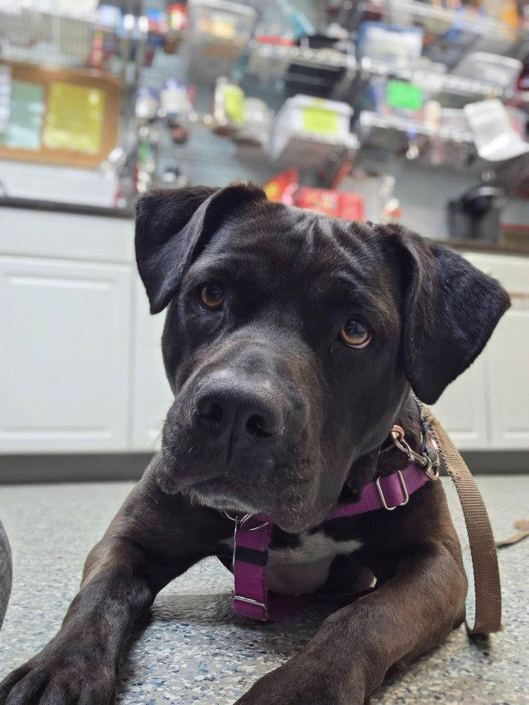 Bunnie, a Adoptable mixed breed in Sayreville, NJ image 3/3