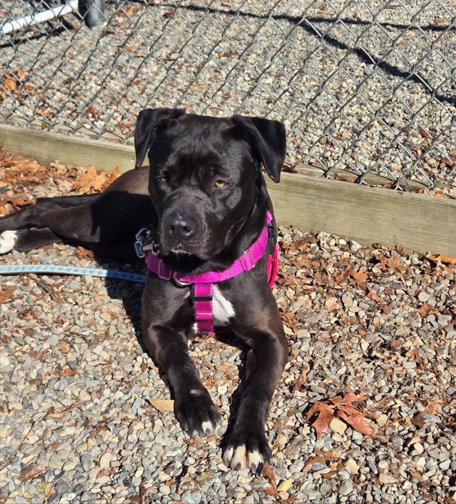 Enlarge Bunnie, a Adoptable mixed breed in Sayreville, NJ image 3/3