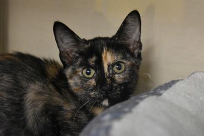 Enlarge Lydia, a Adoptable mixed breed in Kansas City, MO image 1/2