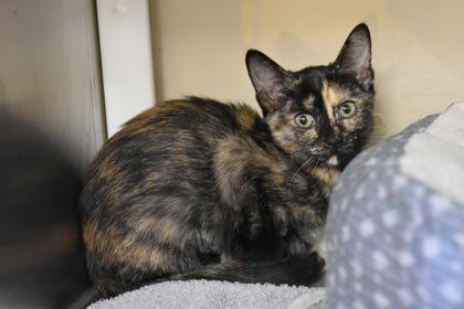 Enlarge Lydia, a Adoptable mixed breed in Kansas City, MO image 2/2